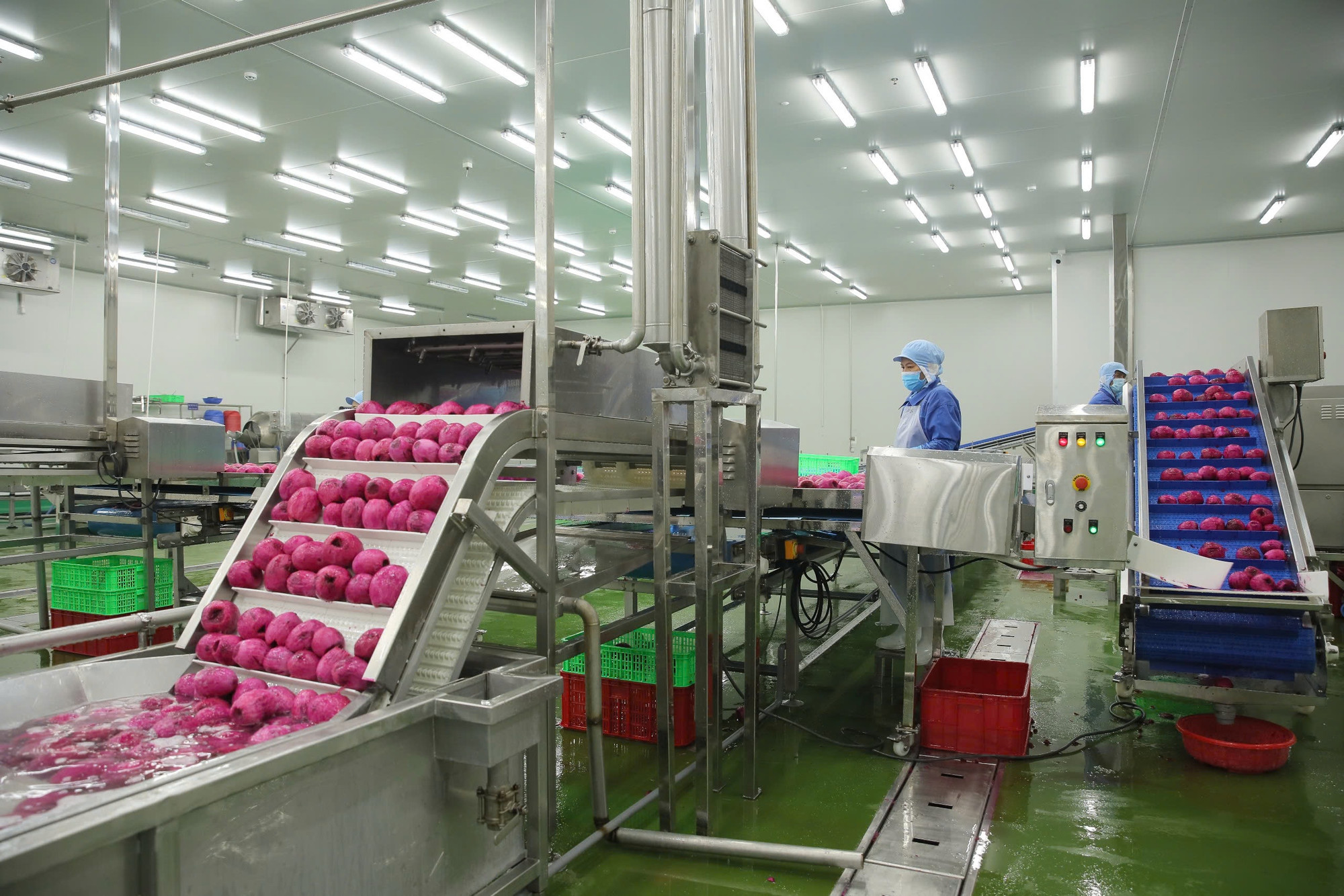 Công đoạn sơ chế trong dây chuyền chế biến sản phẩm thanh long tại Công ty cổ phần công nghiệp thực phẩm Thabico Tiền Giang. (ảnh: NGUYỄN SỰ).