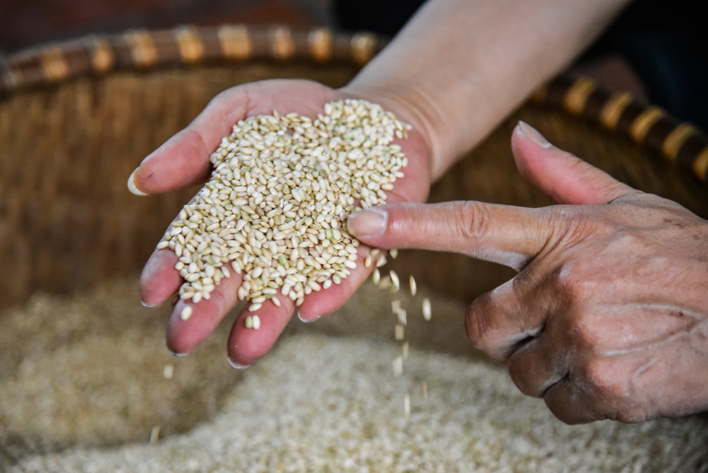 [Ảnh] Tất bật làm cơm rượu nếp cho ngày Tết Đoan Ngọ ảnh 4