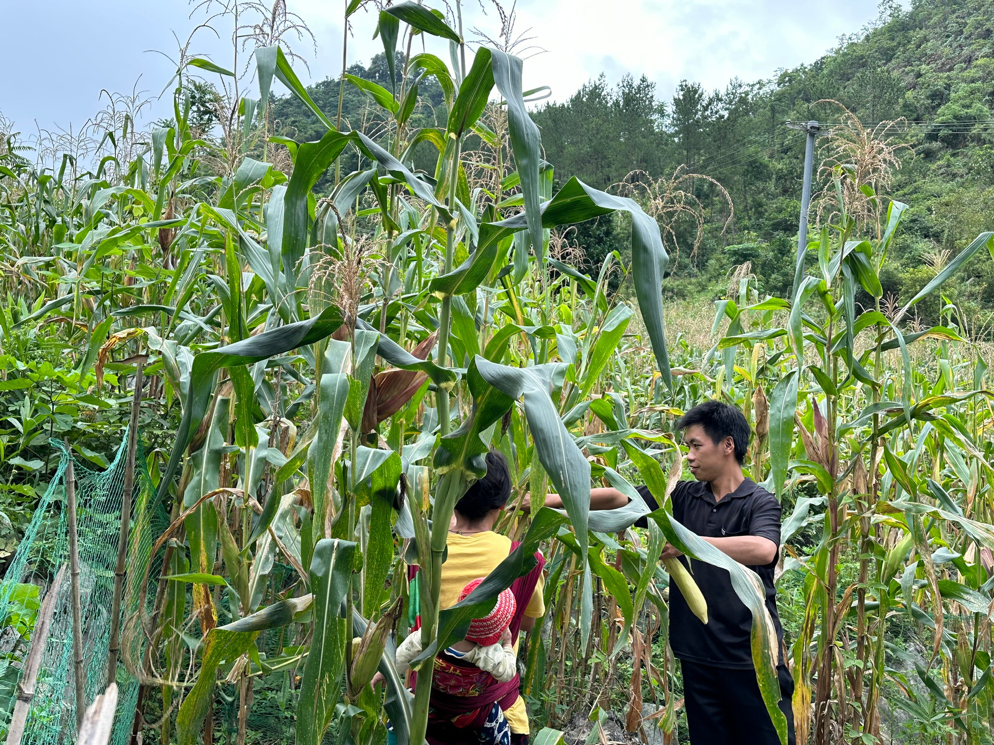 Vợ chồng anh Sùng Văn Đình đang thu hoạch ngô. (Ảnh: THI PHONG)