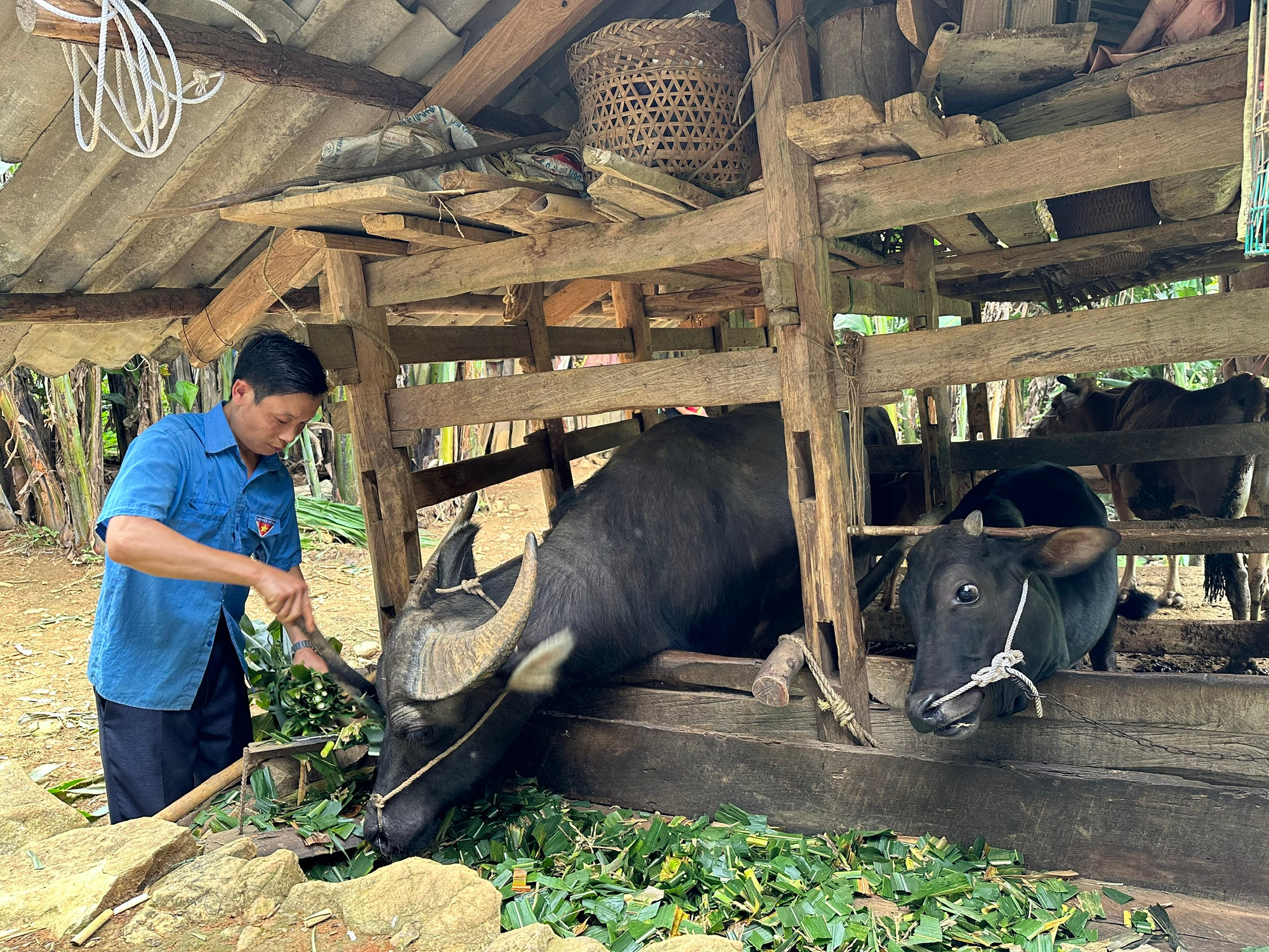 Anh Lý Văn Nó cắt cỏ cho trâu ăn. (Ảnh: THI PHONG)