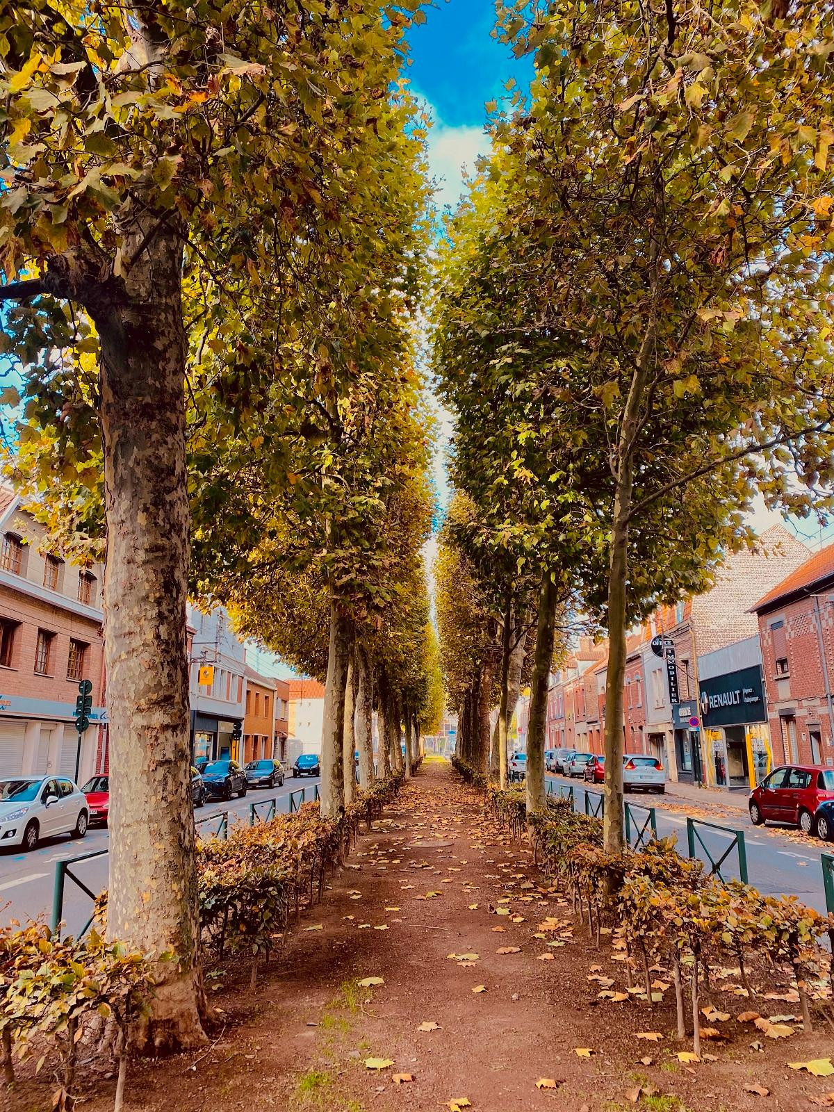 Nắng thu giờ đây chỉ còn là những tia nắng nhẹ, mang theo gió heo may khô khốc của tiết trời tại thành phố Lille (miền Bắc nước Pháp). (Ảnh: TIẾN LÂN)