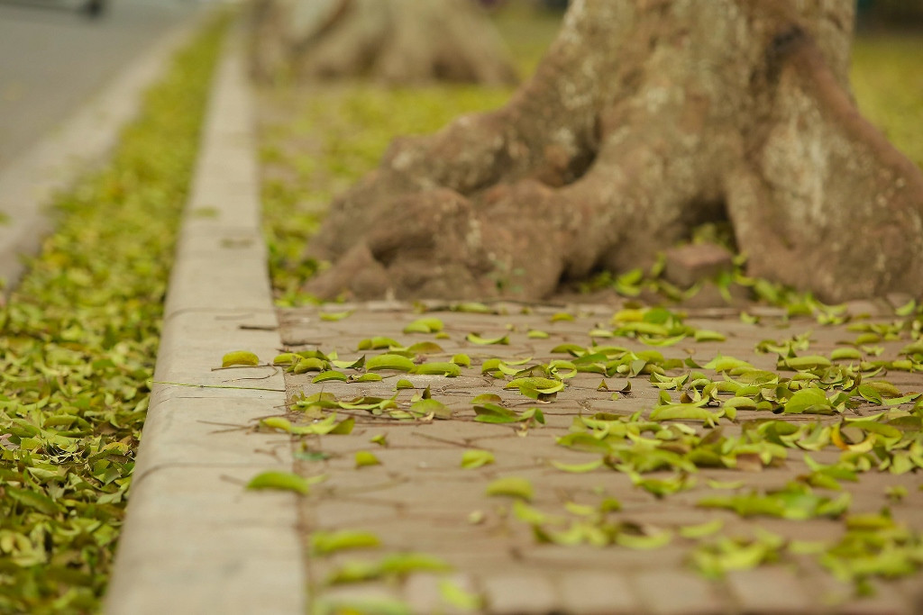 [Ảnh] Nơi mùa sấu thay lá ảnh 3