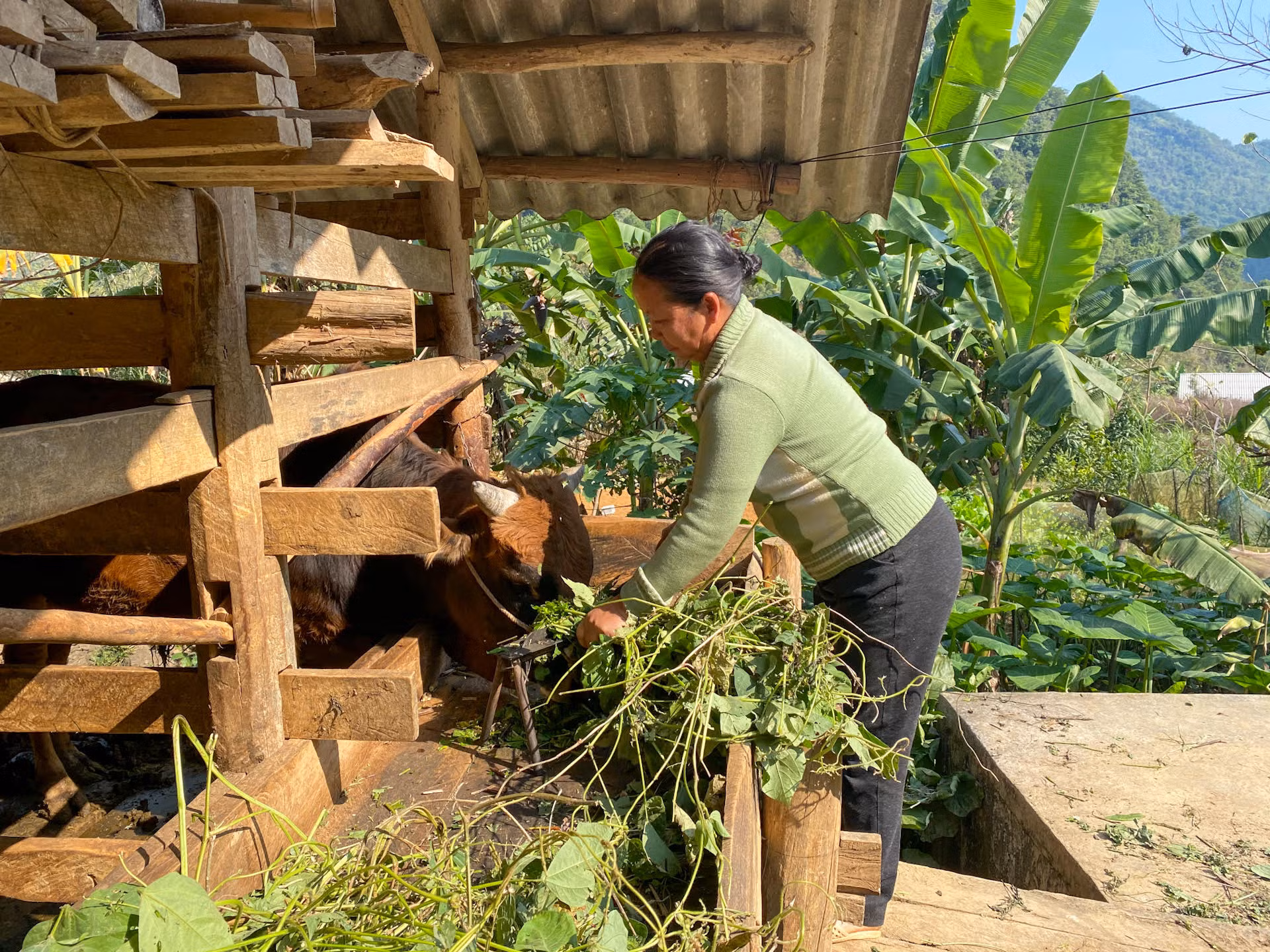 Hỗ trợ sản xuất với các loại giống cây trồng, vật nuôi phù hợp đã tạo điều kiện giúp đồng bào dân tộc thiểu số ở huyện Hà Quảng, tỉnh Cao Bằng có cơ hội vươn lên thoát nghèo. (Ảnh MINH THU).