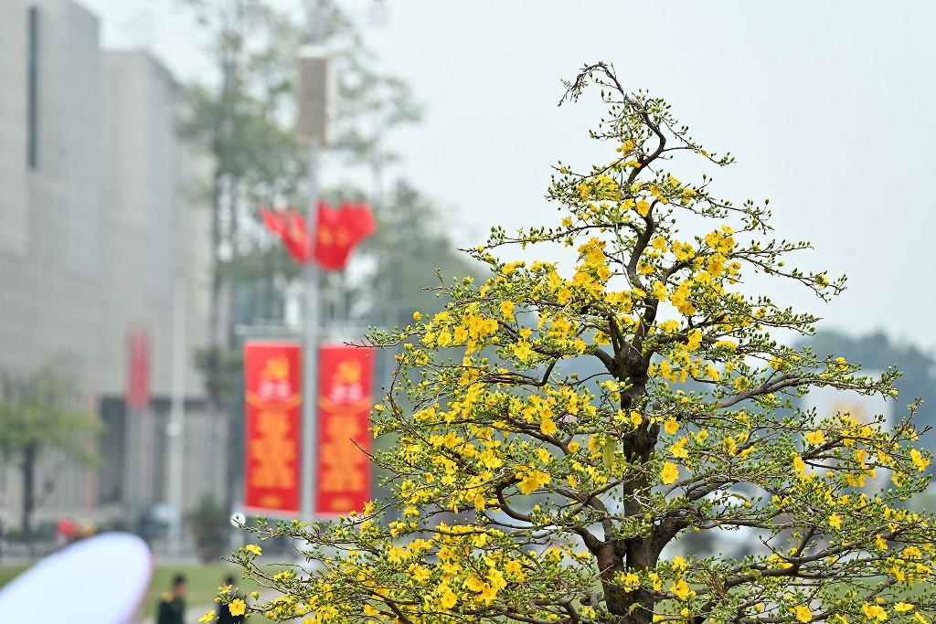 Xuân về trên Quảng trường Ba Đình (Hà Nội).