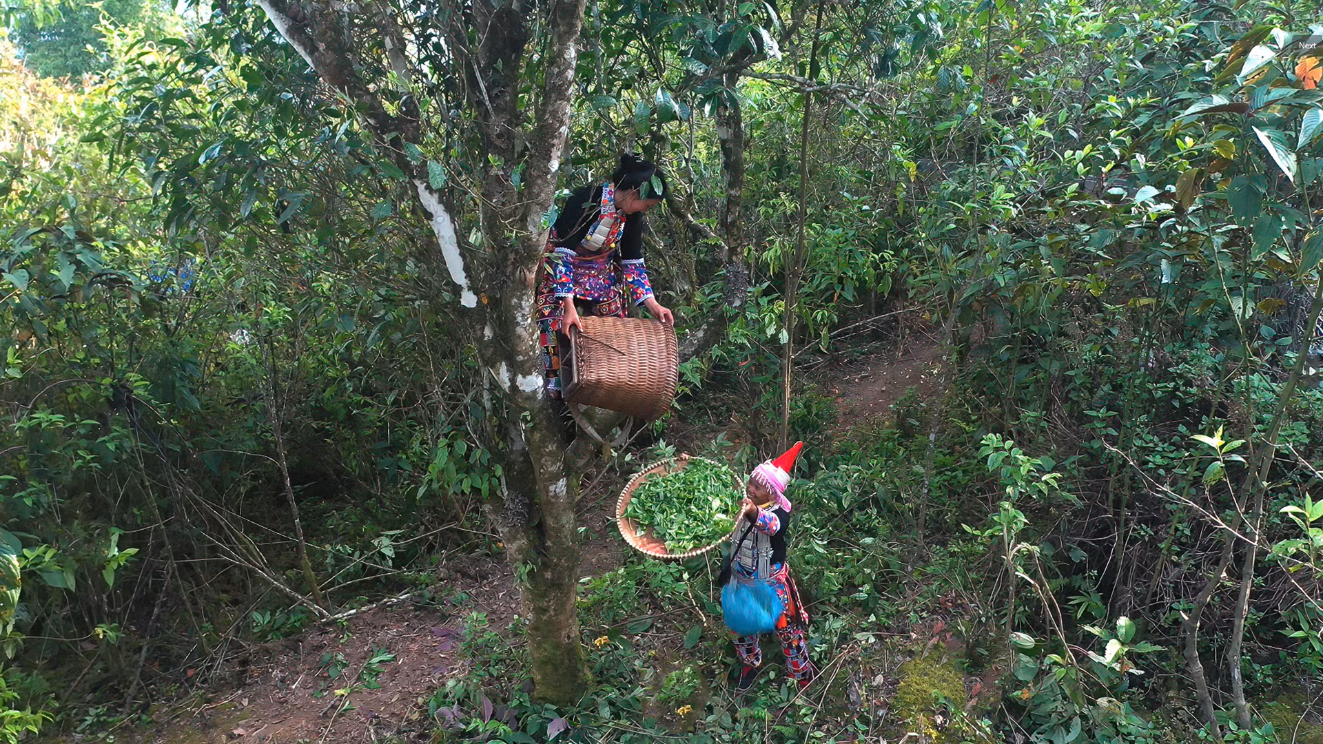 Cây chè là cây xóa đói, giảm nghèo với bà con xã Mồ Sì San. (Ảnh: VŨ LINH)