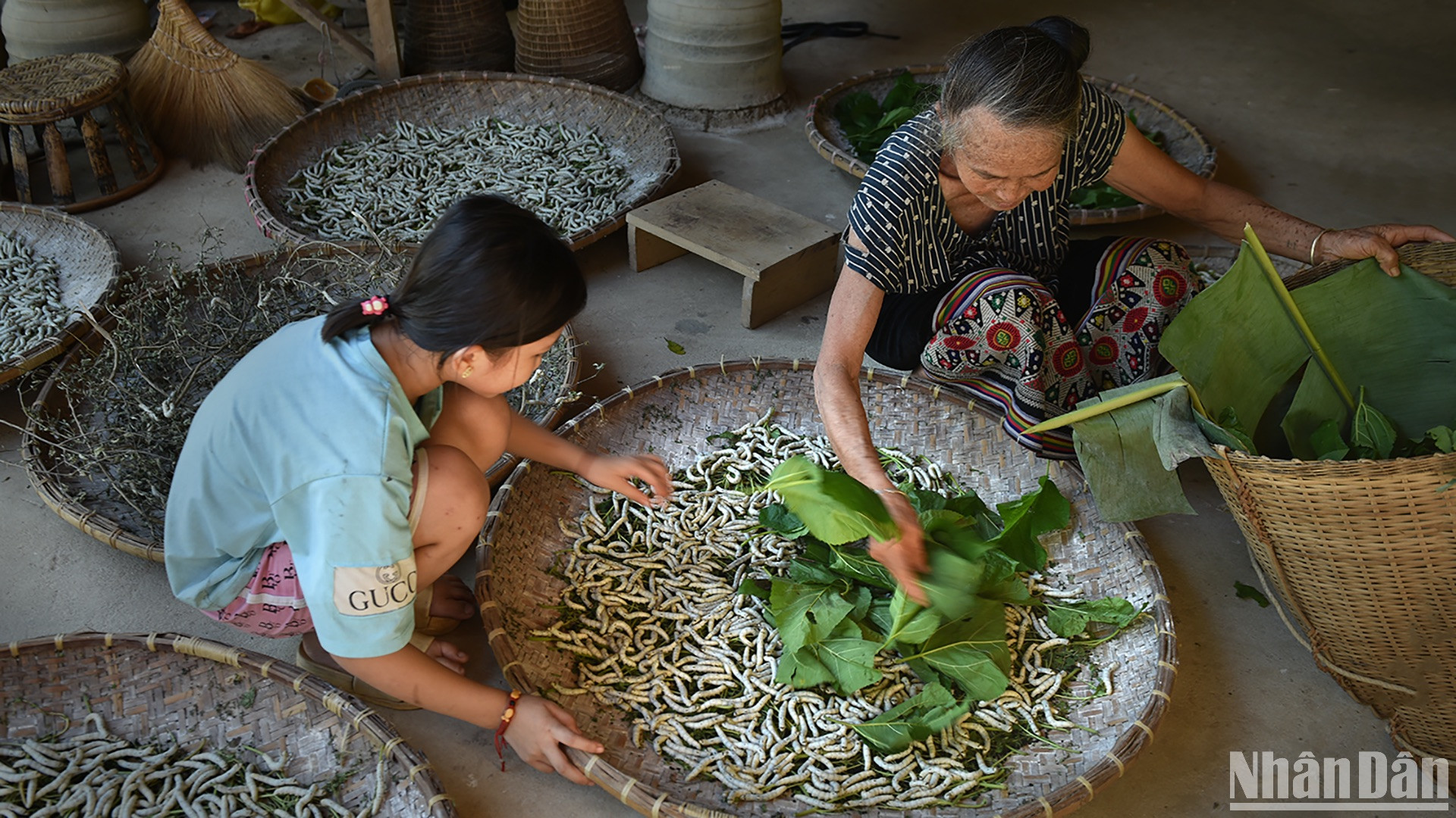 Cho tằm ăn lá dâu. (Ảnh: VŨ LINH) Cho tằm ăn lá dâu. (Ảnh: VŨ LINH)