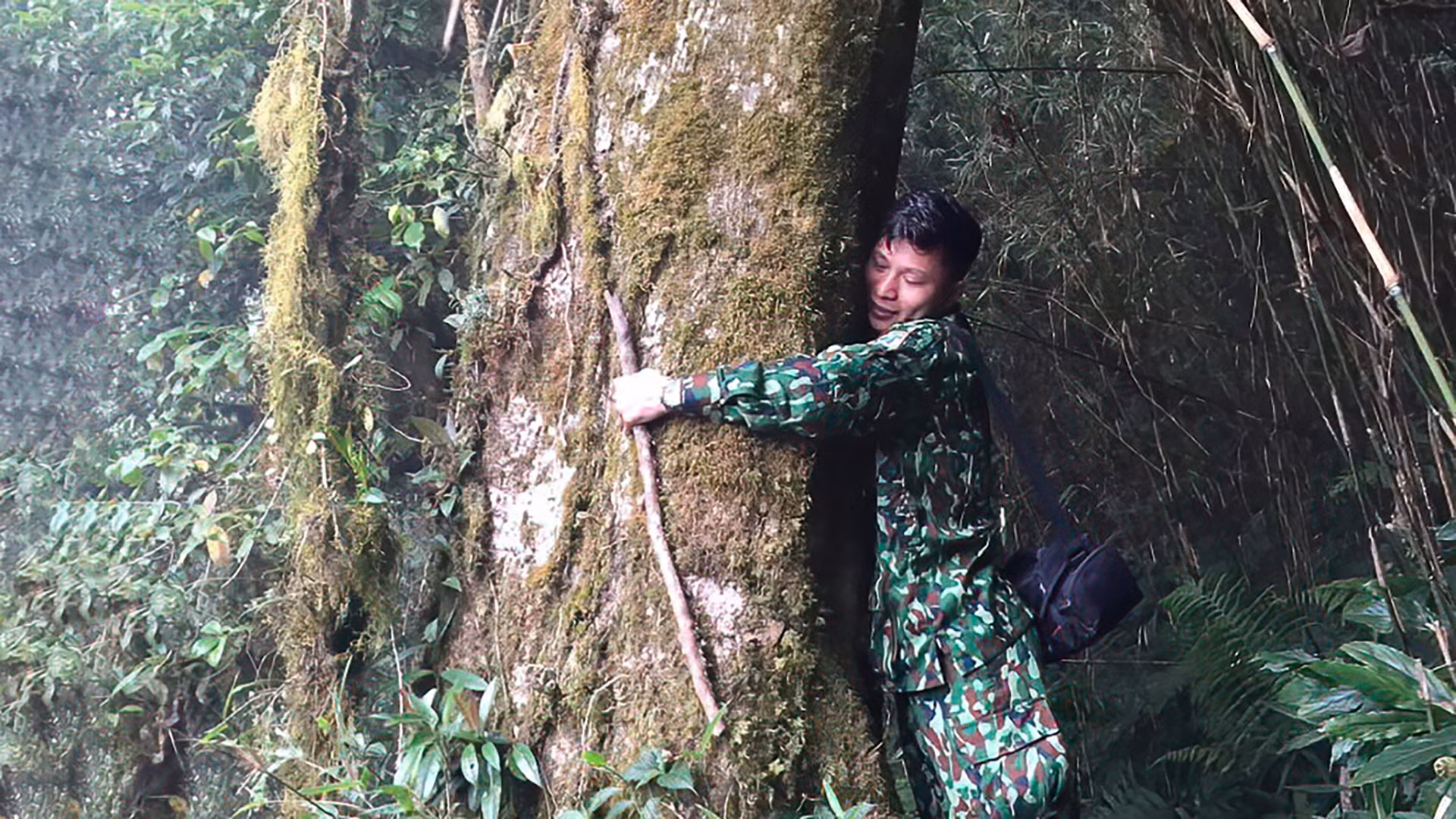 Nhiều gốc chè thân lớn phủ rêu xanh. (Ảnh: VŨ LINH)