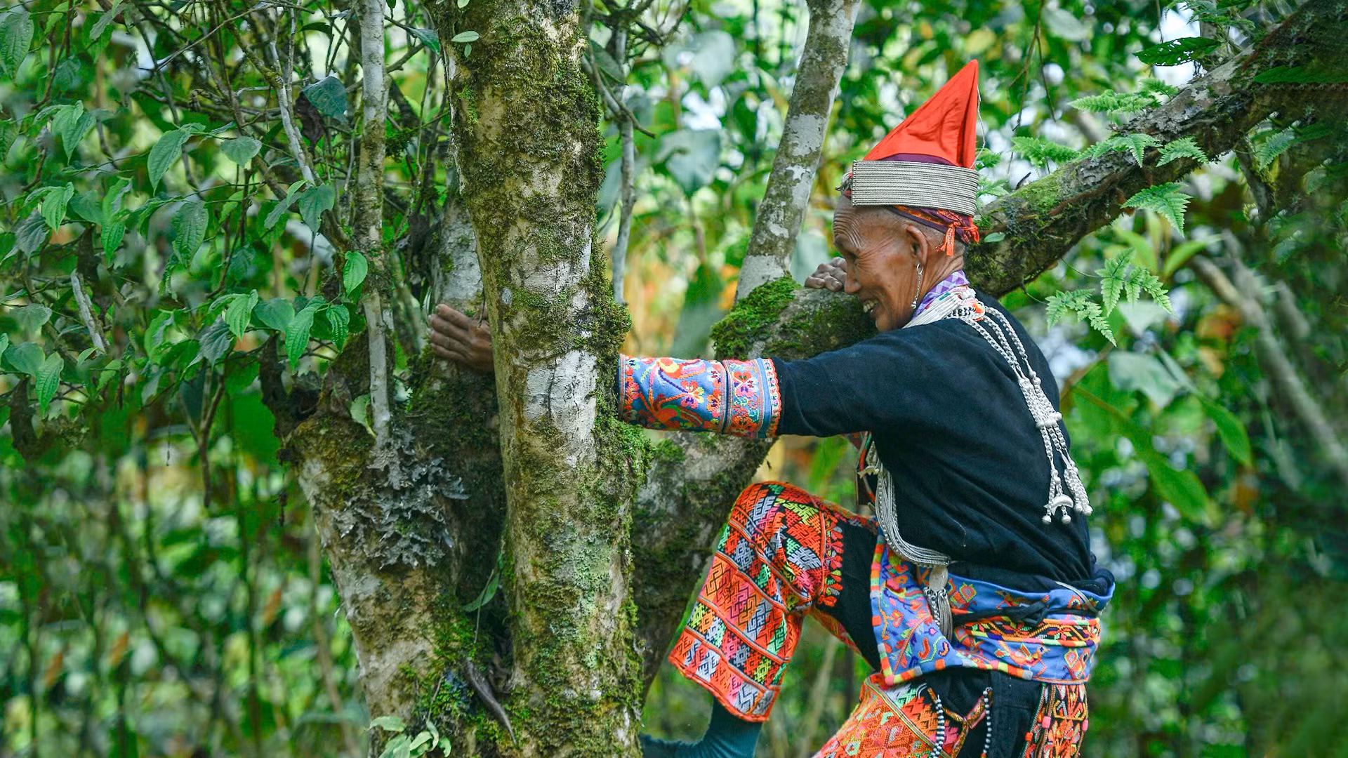 Cuộc sống của bà con người Dao ở xã Mồ Sì San gắn bó với cây chè Shan tuyết. (Ảnh: VŨ LINH)