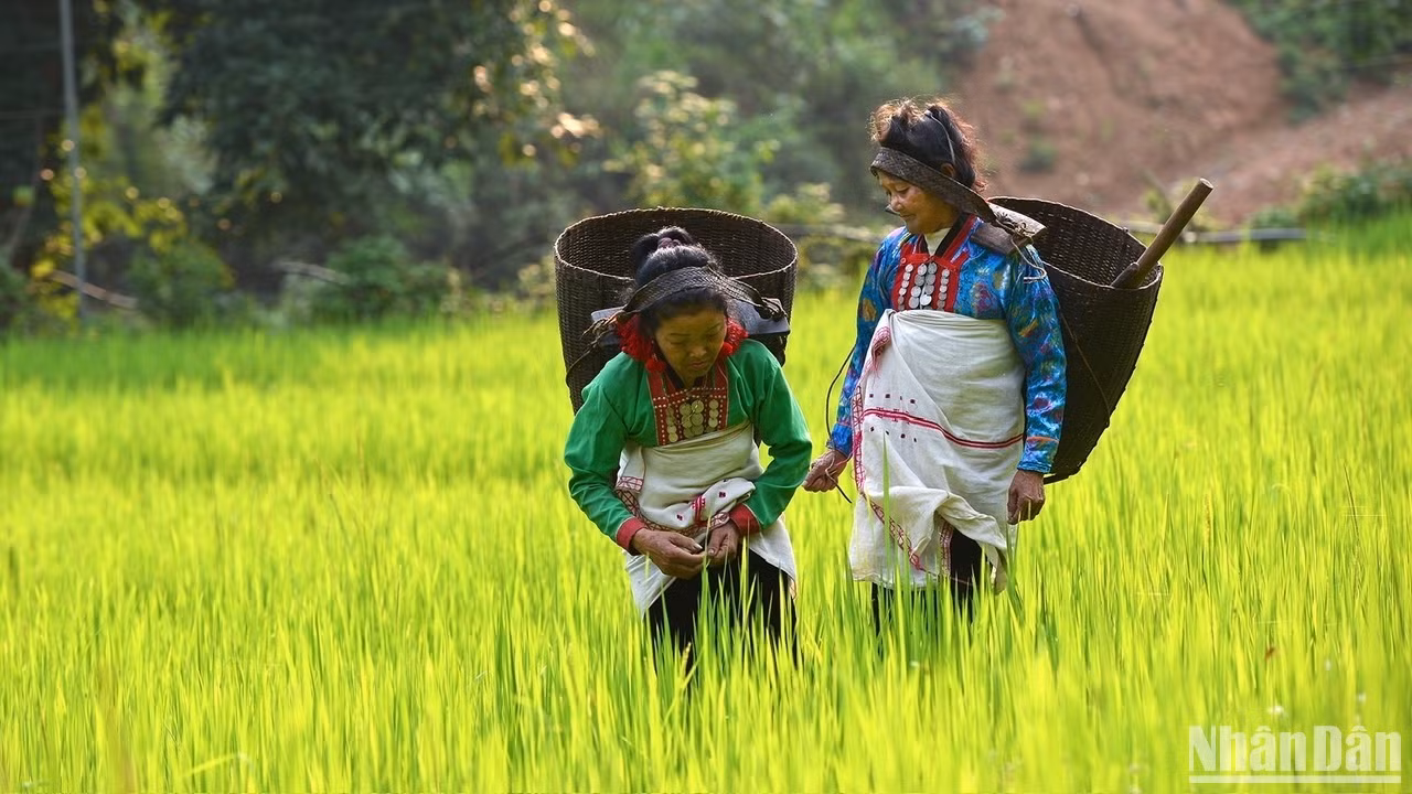 Độc đáo bản sắc văn hóa dân tộc Mảng. (Ảnh: VŨ LINH) Độc đáo bản sắc văn hóa dân tộc Mảng. (Ảnh: VŨ LINH)