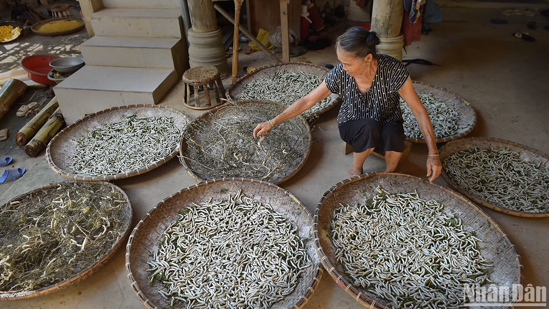 Hồi sinh nghề nuôi tằm ở bản Hoa Tiến. (Ảnh: VŨ LINH)