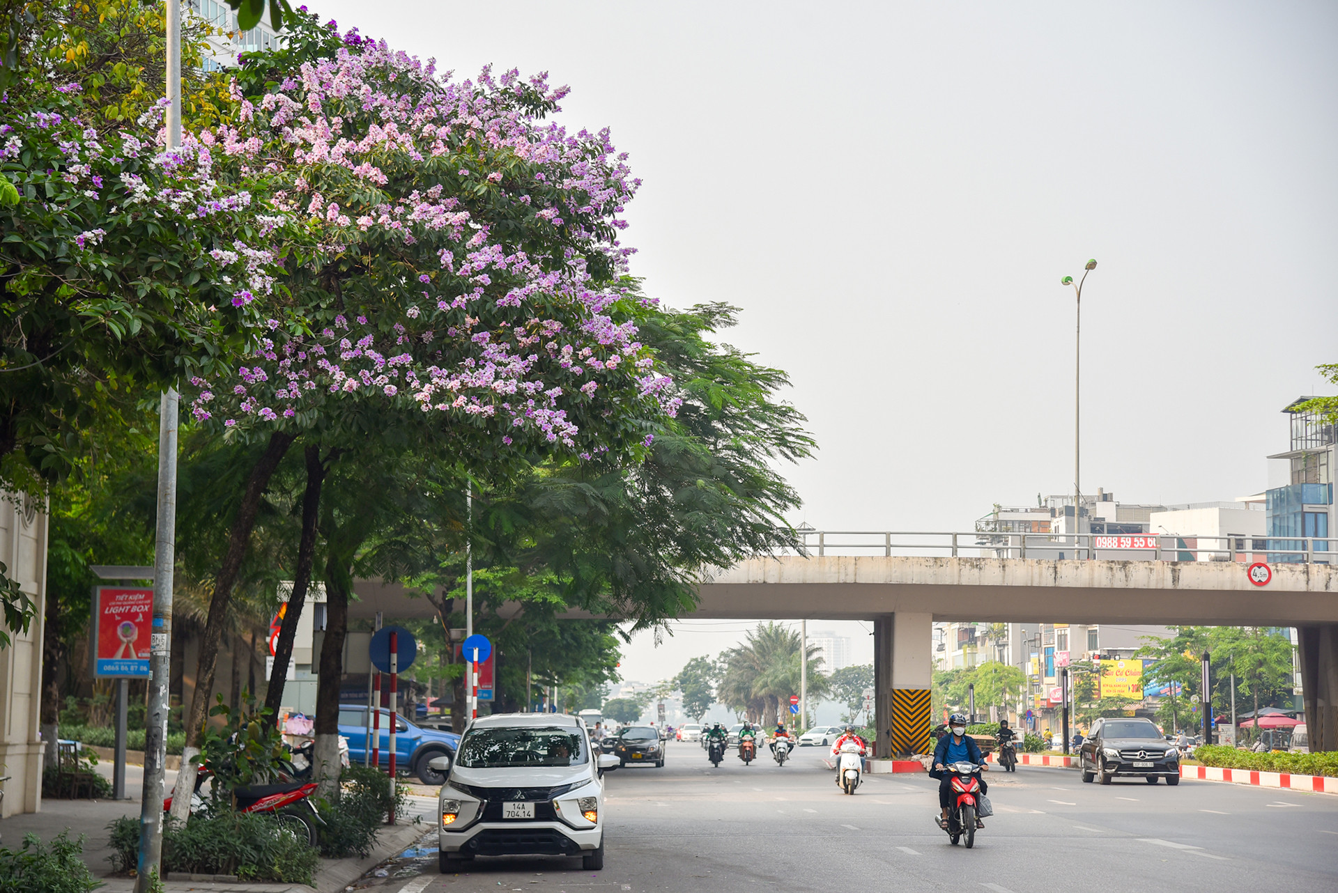 Với màu tím đặc trưng, hoa bằng lăng thu hút mọi ánh nhìn mỗi khi đi qua.