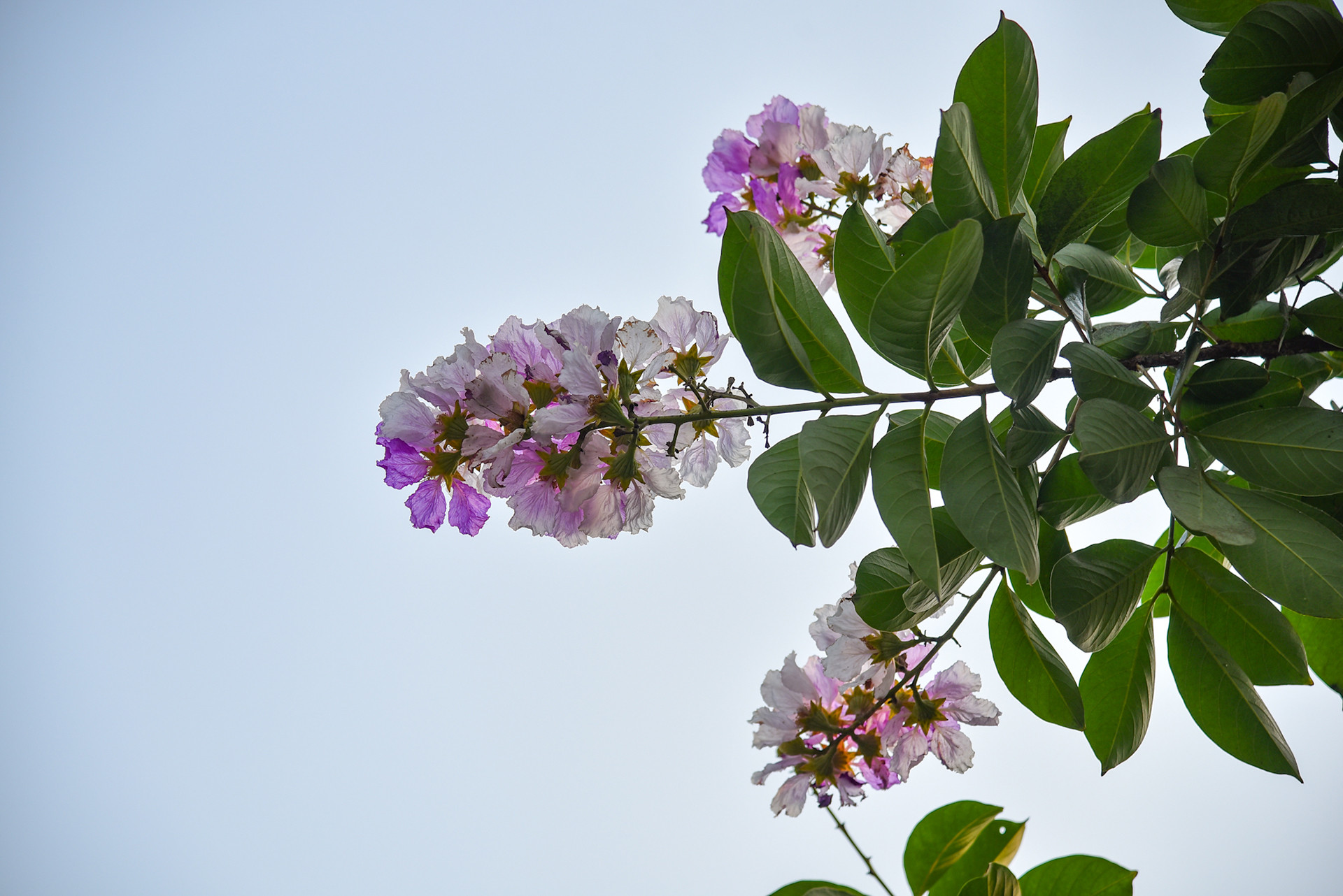 Sắc tím hòa quyện cùng nền trời xanh tạo nên một khung cảnh mộng mơ.