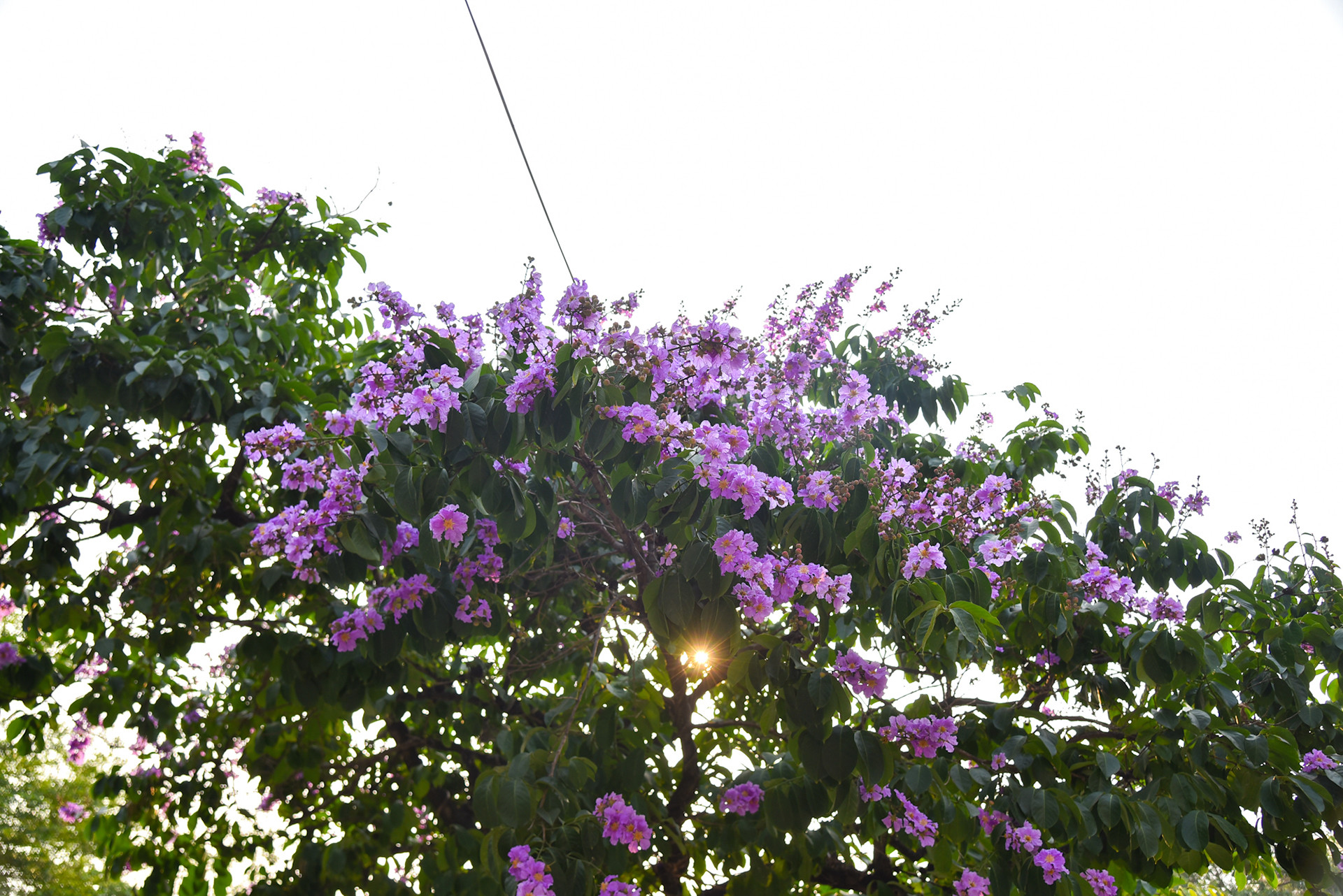 Dưới những tia nắng nóng đầu hè, hoa bằng lăng với màu tím đặc trưng như đem lại cảm giác mát mẻ cho người đi đường.