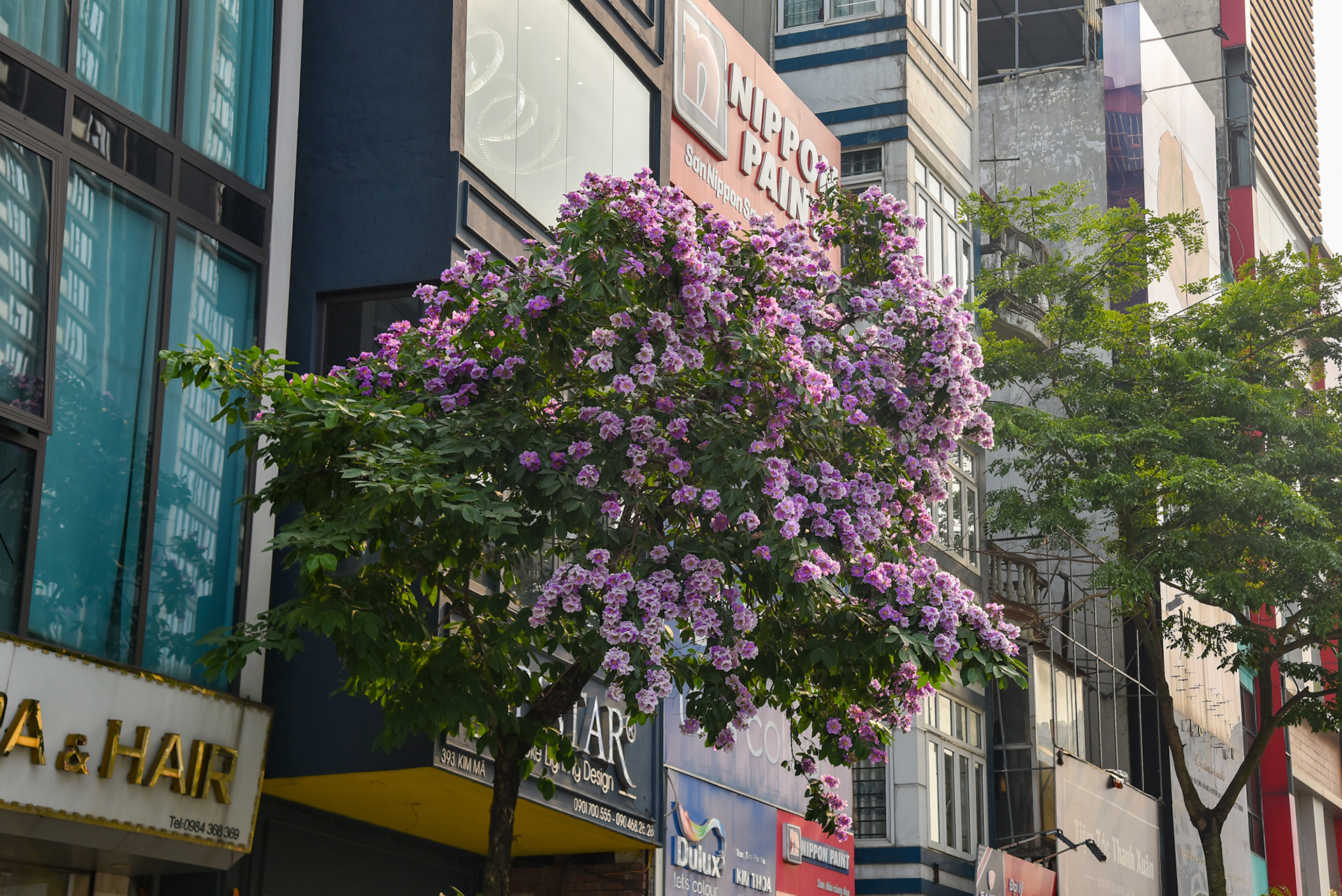 Một cây bằng lăng bung nở rực rỡ trên phố Kim Mã (Ba Đình, Hà Nội).