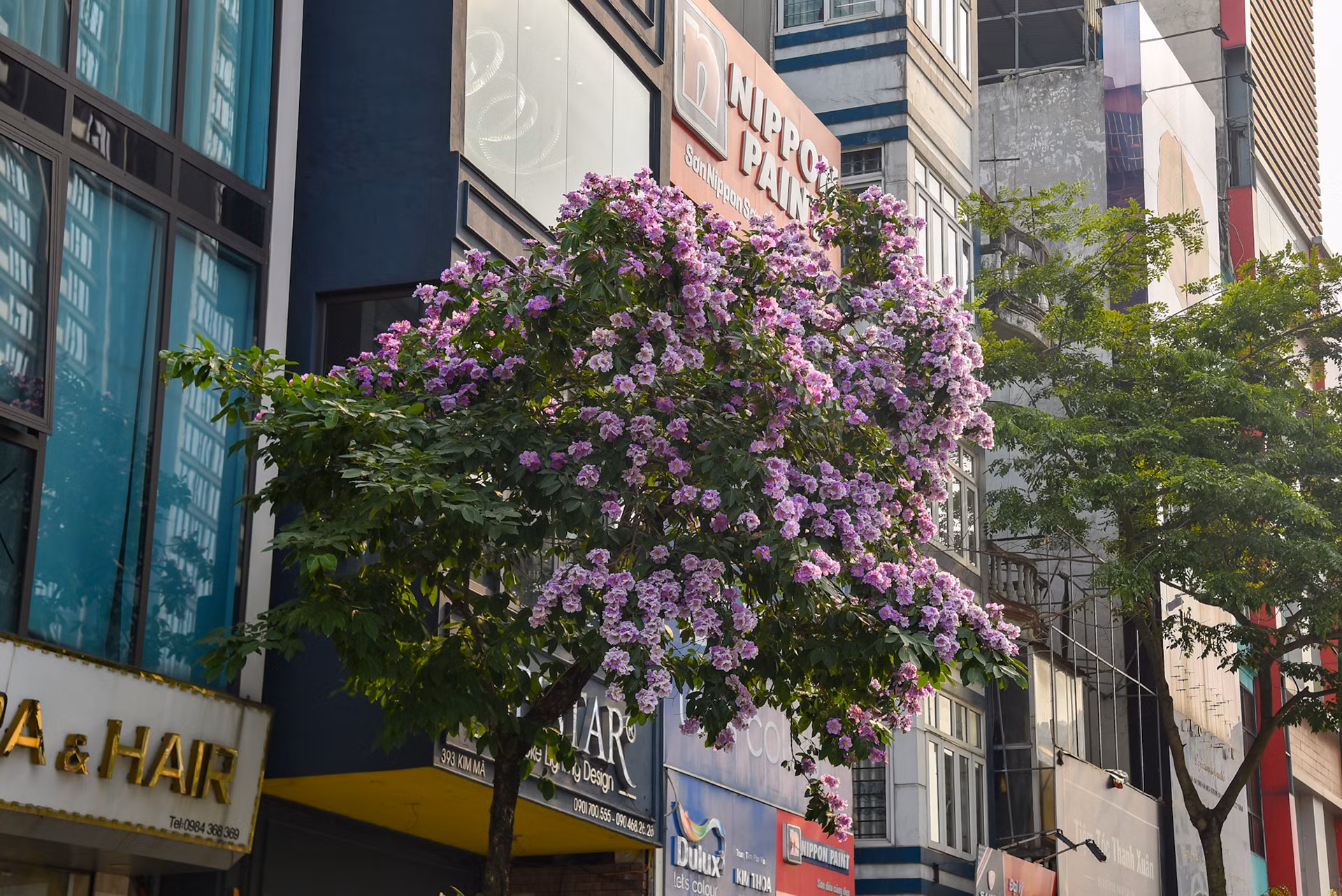 Một cây bằng lăng bung nở rực rỡ trên phố Kim Mã (Ba Đình, Hà Nội).