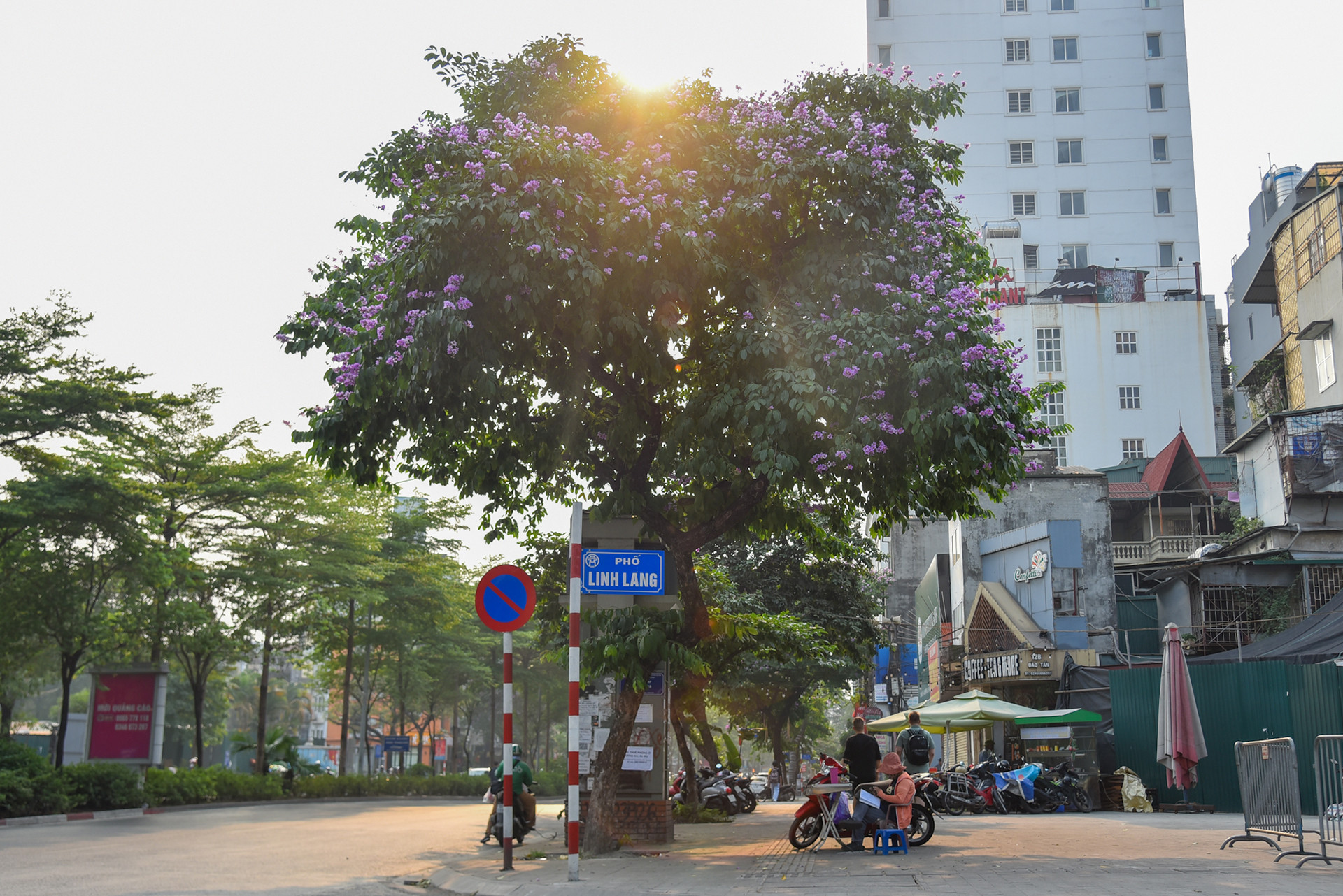 Đầu phố Linh Lang (Ba Đình, Hà Nội), một cây bằng lăng đang độ ra hoa, tô điểm thêm sắc màu cho con phố này.