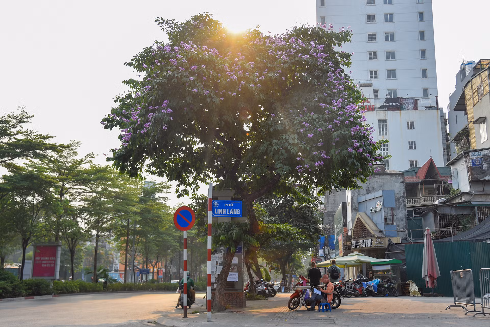 Đầu phố Linh Lang (Ba Đình, Hà Nội), một cây bằng lăng đang độ ra hoa, tô điểm thêm sắc màu cho con phố này.