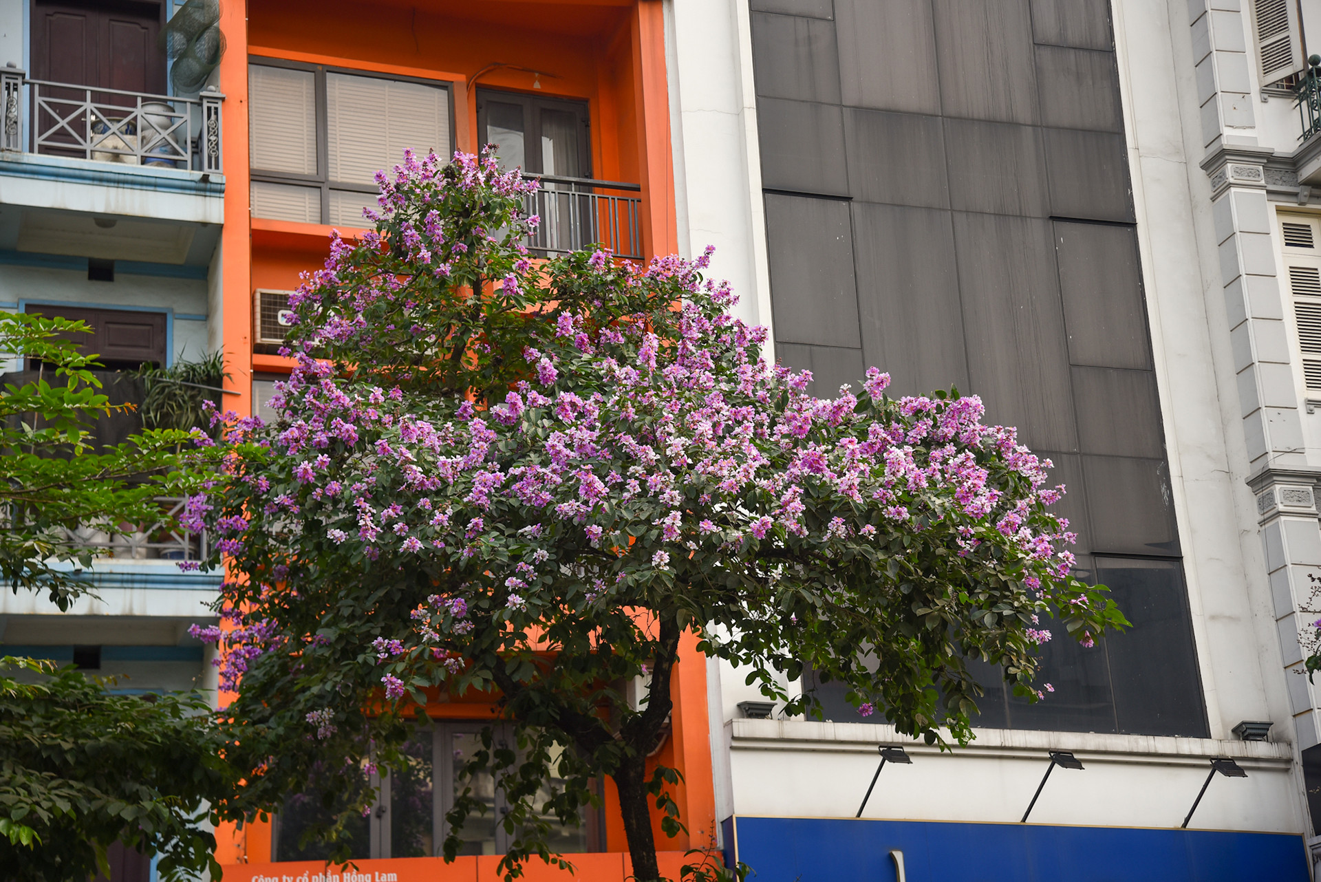 Cây hoa bằng lăng tím hay cây phượng đỏ, đều là những loài hoa mang nhiều kỷ niệm với tuổi học trò của mỗi người.