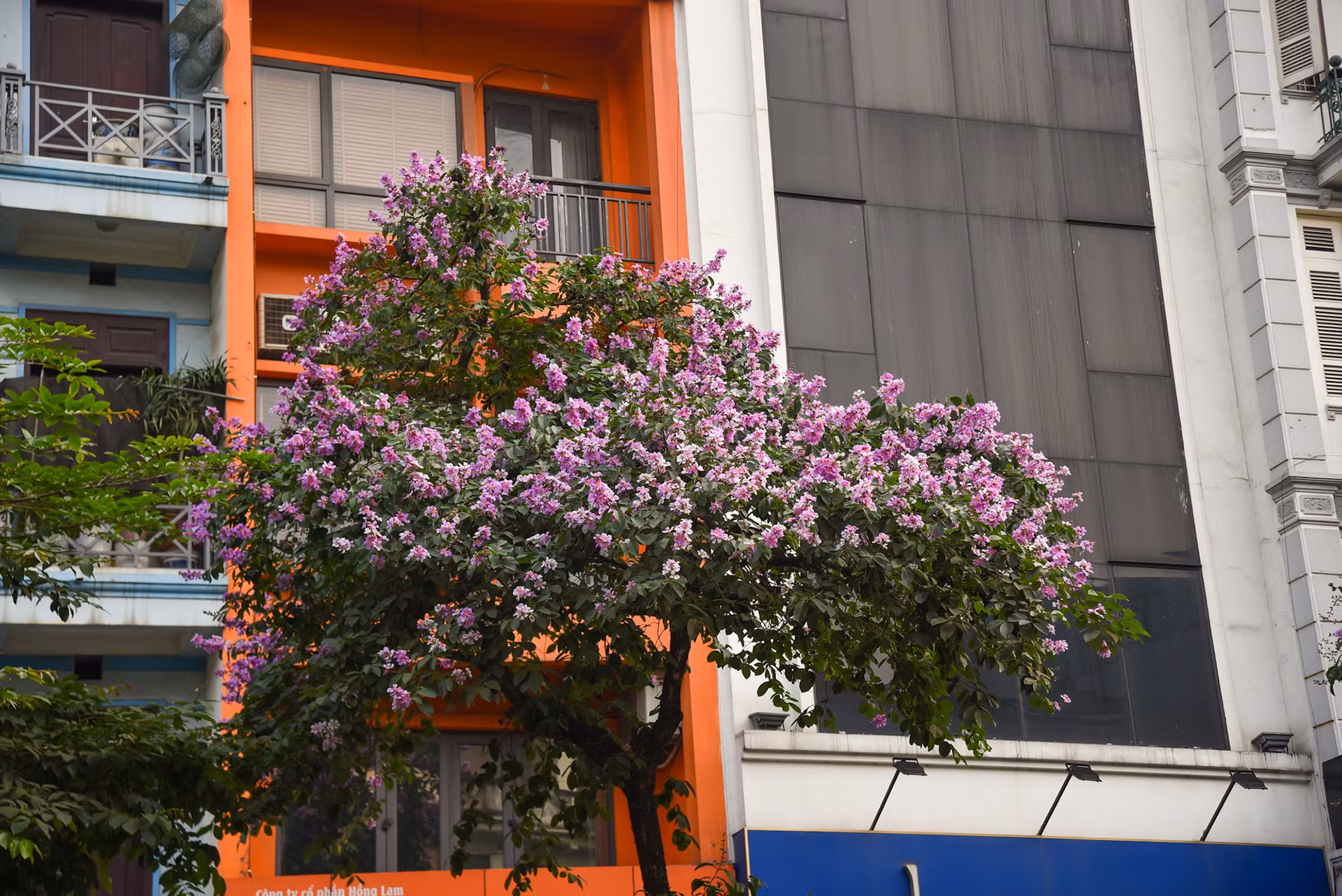 Cây hoa bằng lăng tím hay cây phượng đỏ, đều là những loài hoa mang nhiều kỷ niệm với tuổi học trò của mỗi người.