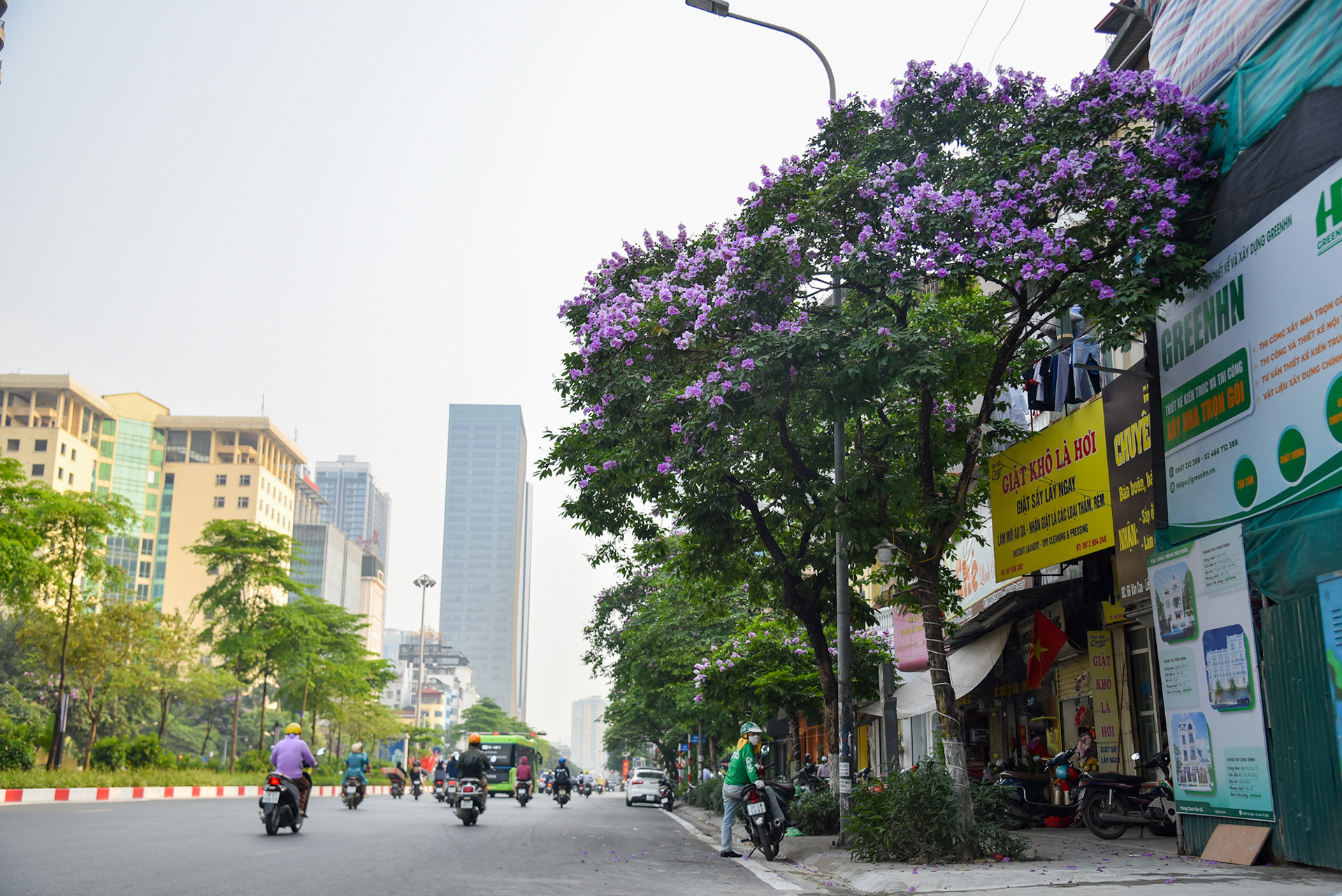 Cây bằng lăng được trồng nhiều ở những tuyến phố như Kim Mã, Đào Tấn, Liễu Giai, Hoàng Ngọc Phách,…