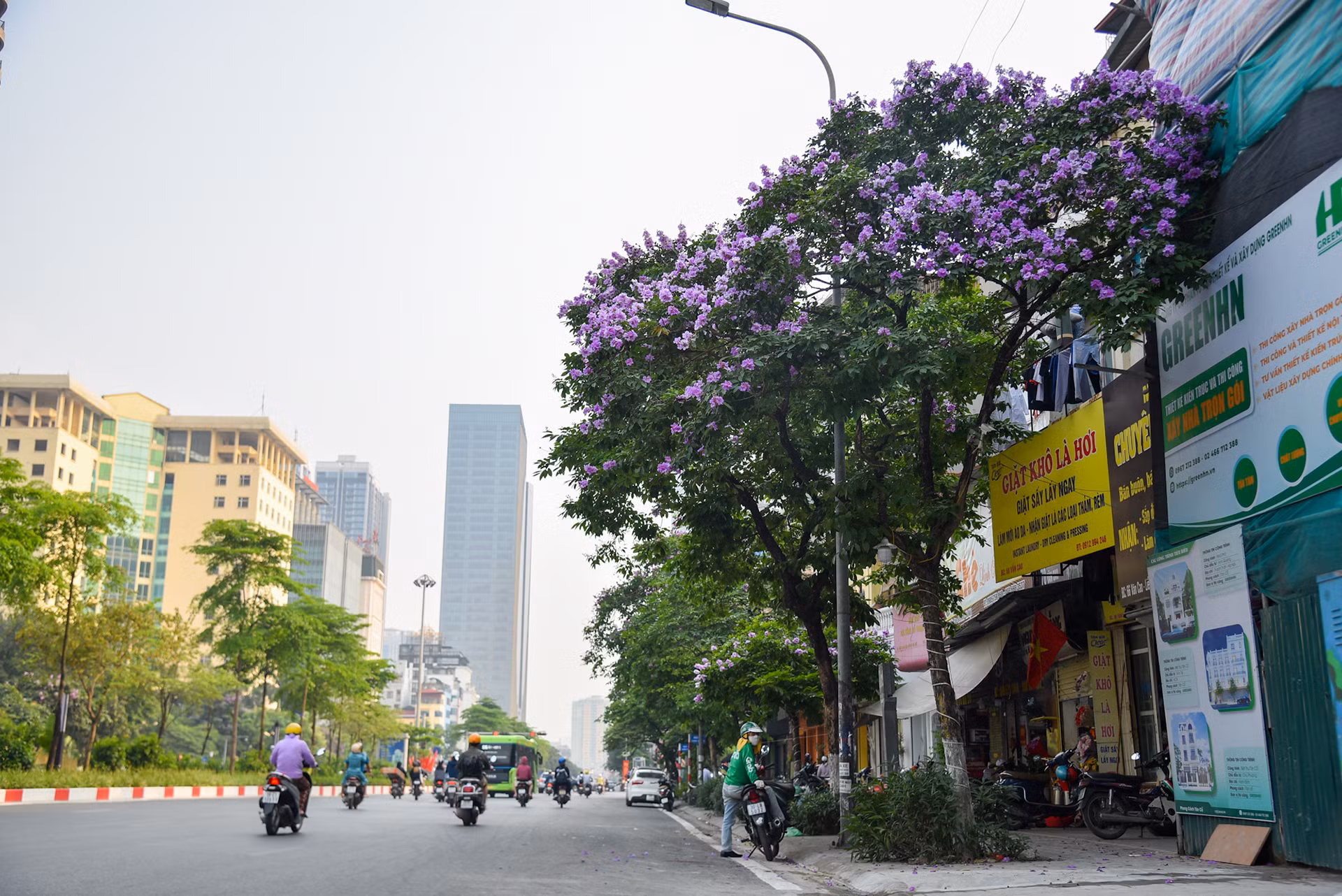 Cây bằng lăng được trồng nhiều ở những tuyến phố như Kim Mã, Đào Tấn, Liễu Giai, Hoàng Ngọc Phách,…