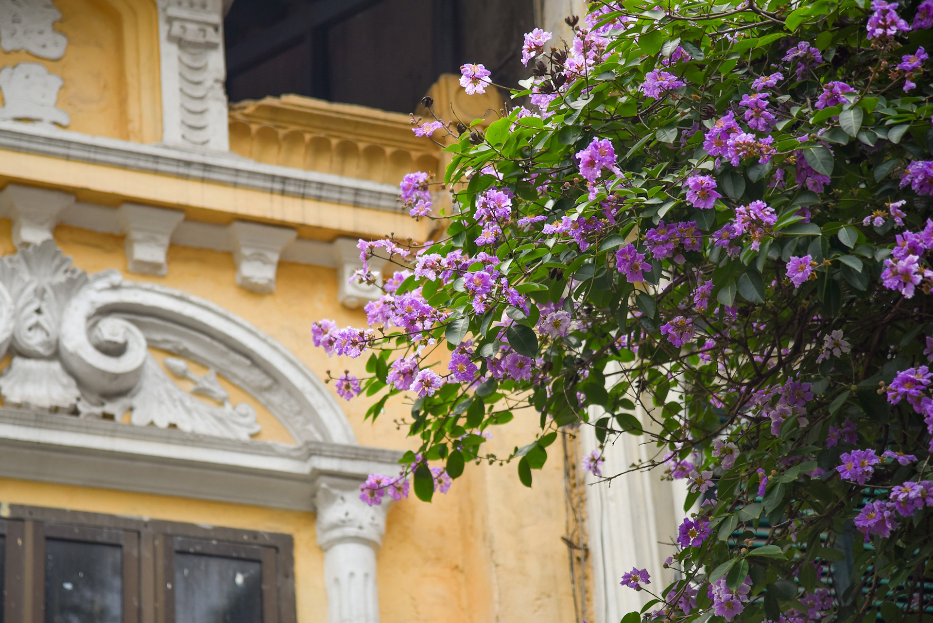 Loài hoa này hiện có rất nhiều ở Đông Nam Á, Ấn Độ và các vùng nhiệt đới khác.