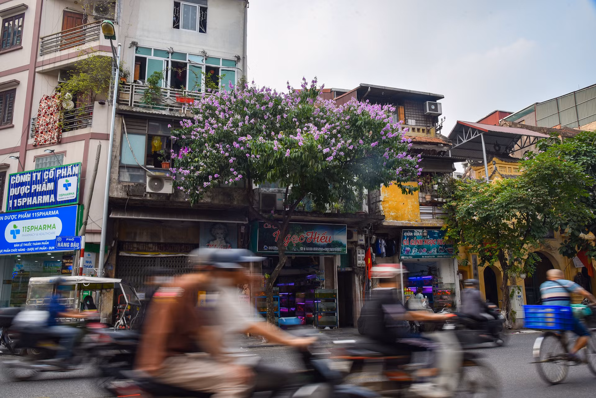 Những góc phố của Hà Nội từ lâu đã không thể thiếu sắc tím của hoa bằng lăng, như một nét đẹp vốn có của Thủ đô mỗi khi vào hạ.