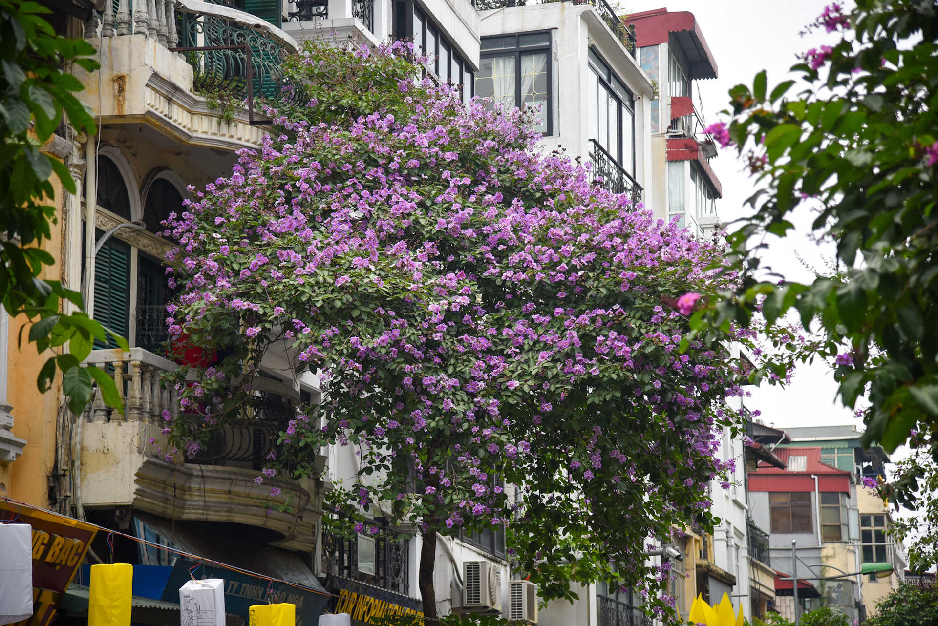 Những ngày tháng 5 của Hà Nội, hoa bằng lăng tím lại nở rộ trên khắp nẻo đường.