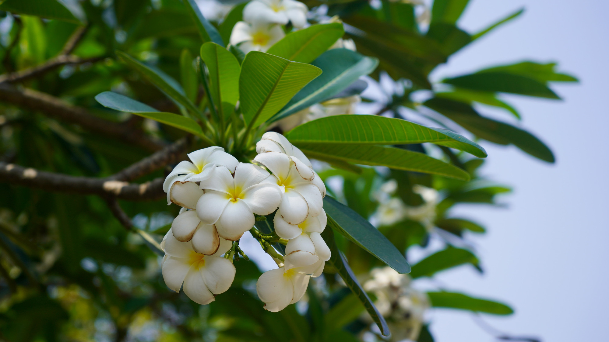 [Ảnh] Chùa Bửu Long, ngôi chùa mang đậm nét văn hóa Thái Lan ở Thành phố Hồ Chí Minh ảnh 8