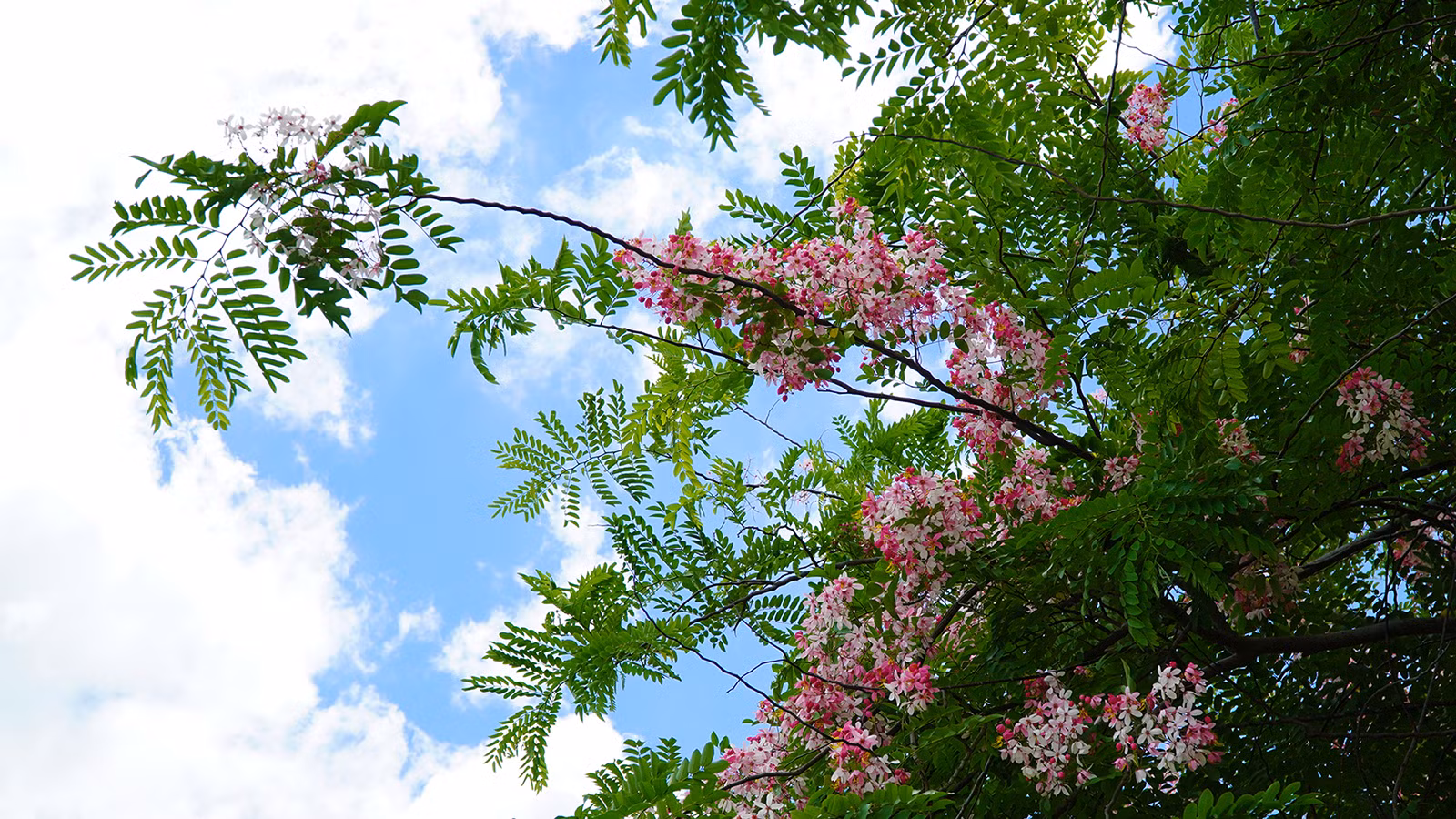 Muồng hoa đào tiếp tục khoe sắc trong tiết trời nắng, làm dịu đi cái nắng của mùa hè ở Đồng Tháp. (Ảnh: HỮU NGHĨA)