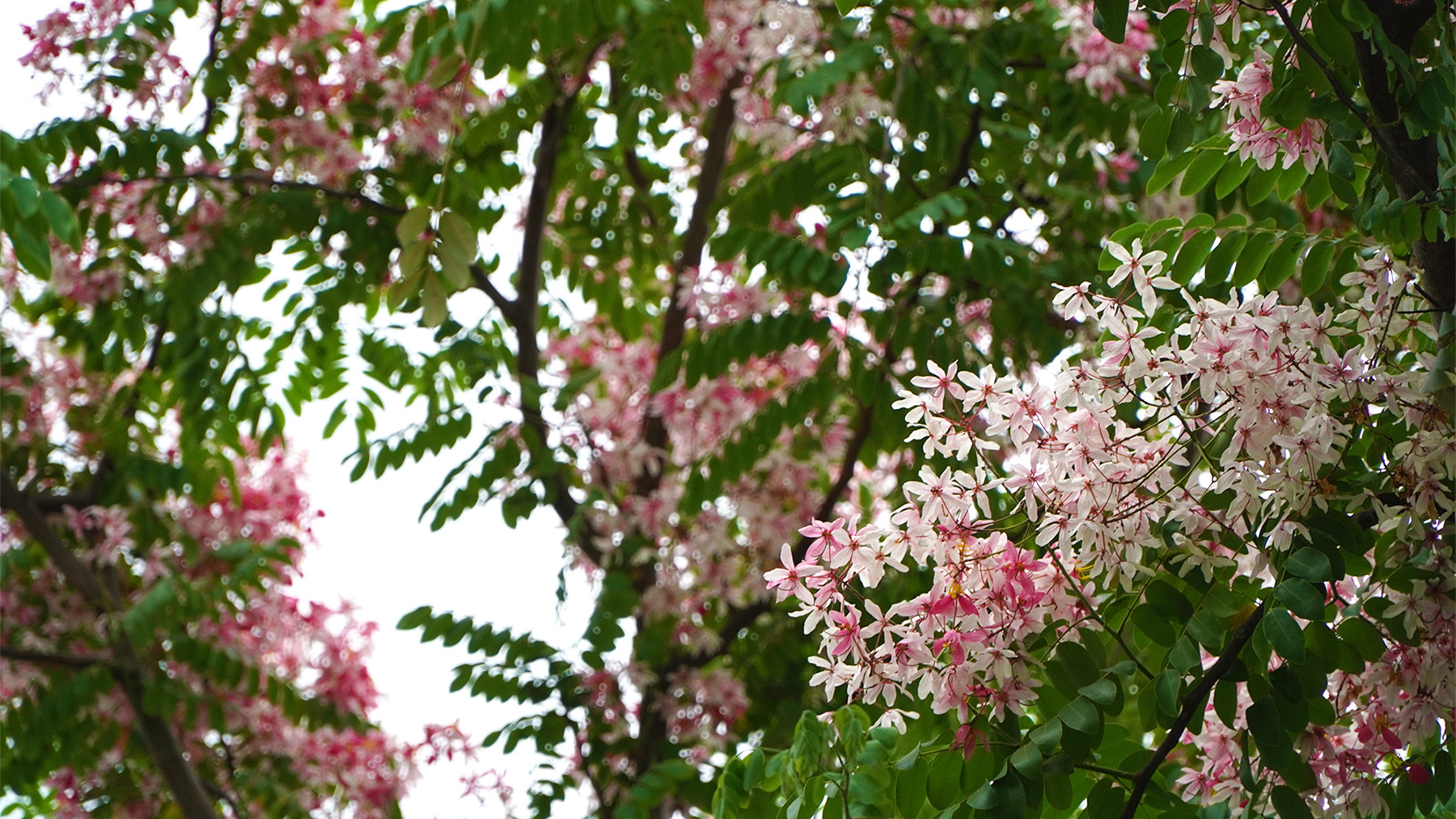 Muồng hoa đào nở rộ tại Khu dân cư Quãng Khánh, xã Mỹ Trà, thành phố Cao Lãnh. (Ảnh: HỮU NGHĨA)