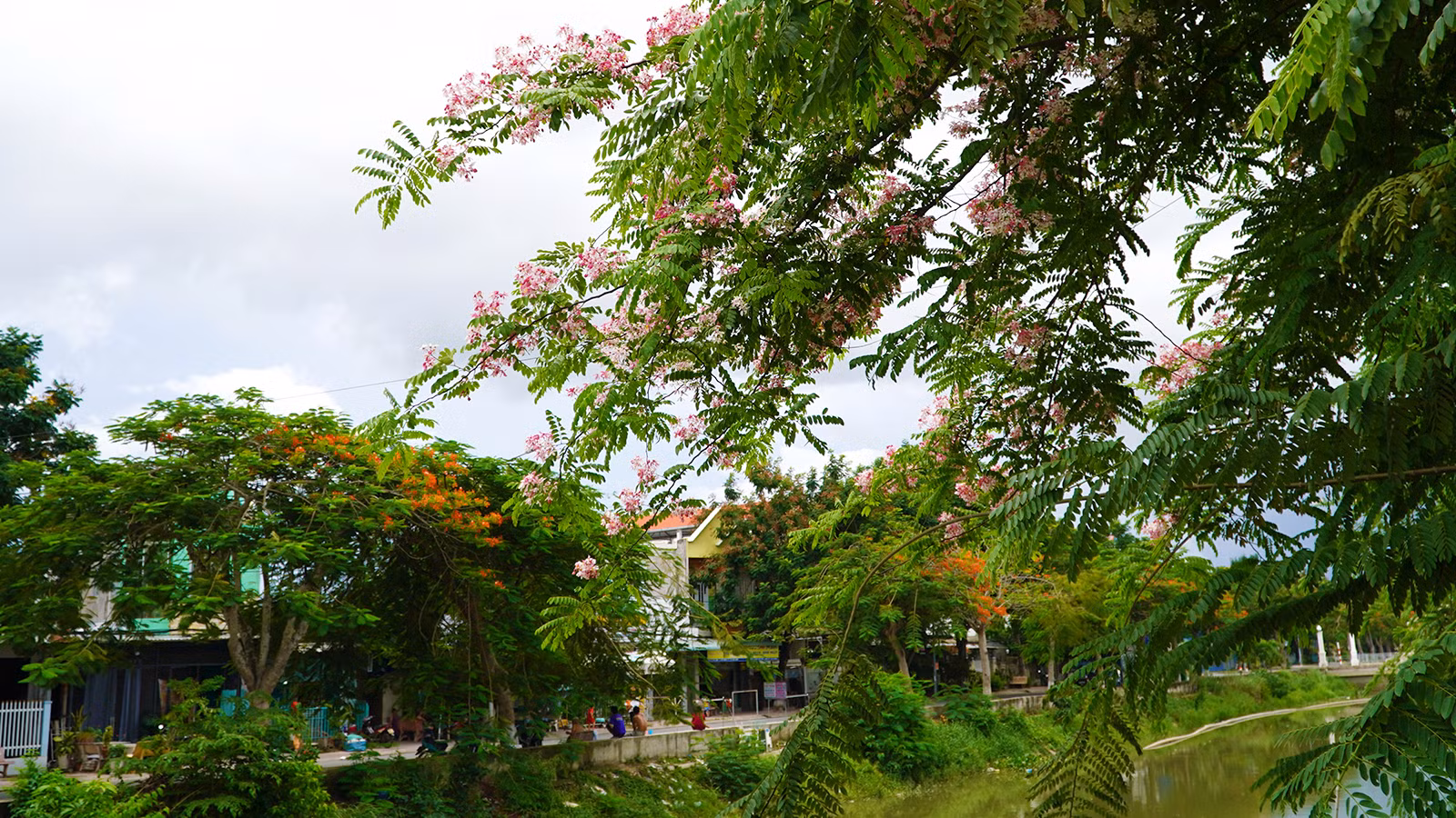 Hai con đường cặp tuyến kênh tại phường 3, thành phố Cao Lãnh trồng hoa phượng và muồng hoa đào tạo nên không gian đẹp ngày hè. (Ảnh: HỮU NGHĨA)