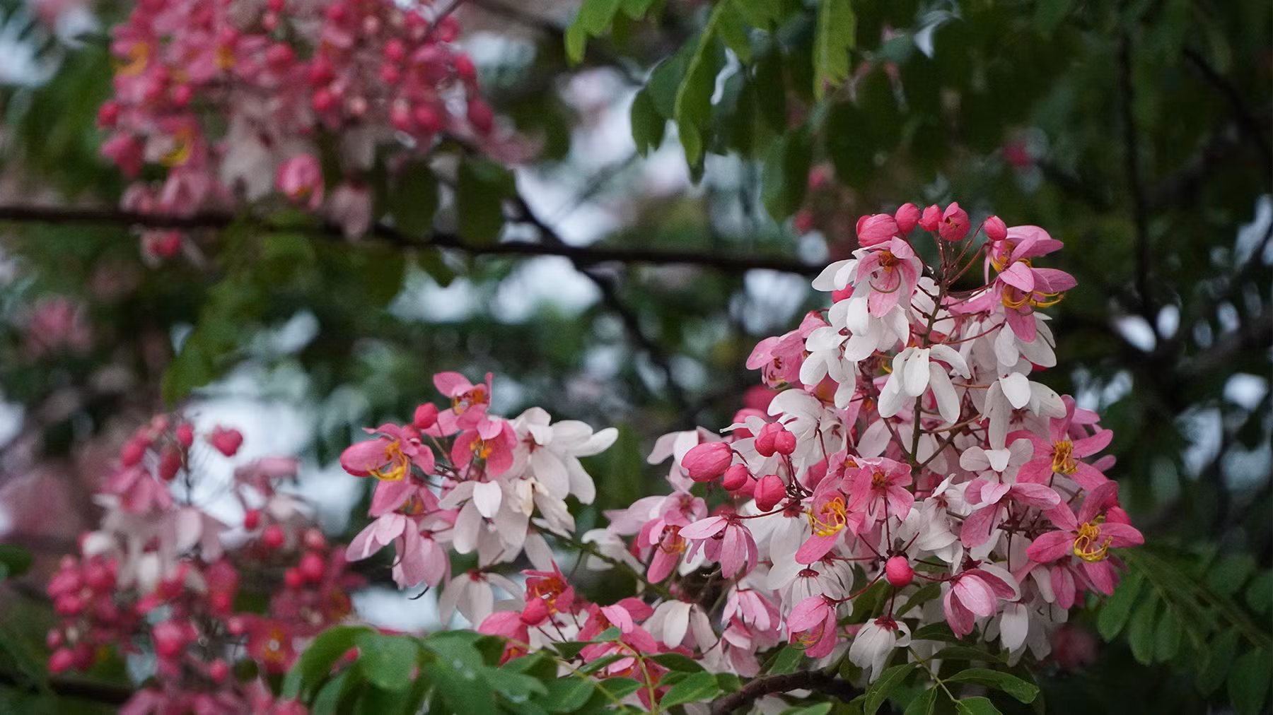 Muồng hoa đào trông khá giống hoa ô môi. (Ảnh: HỮU NGHĨA)