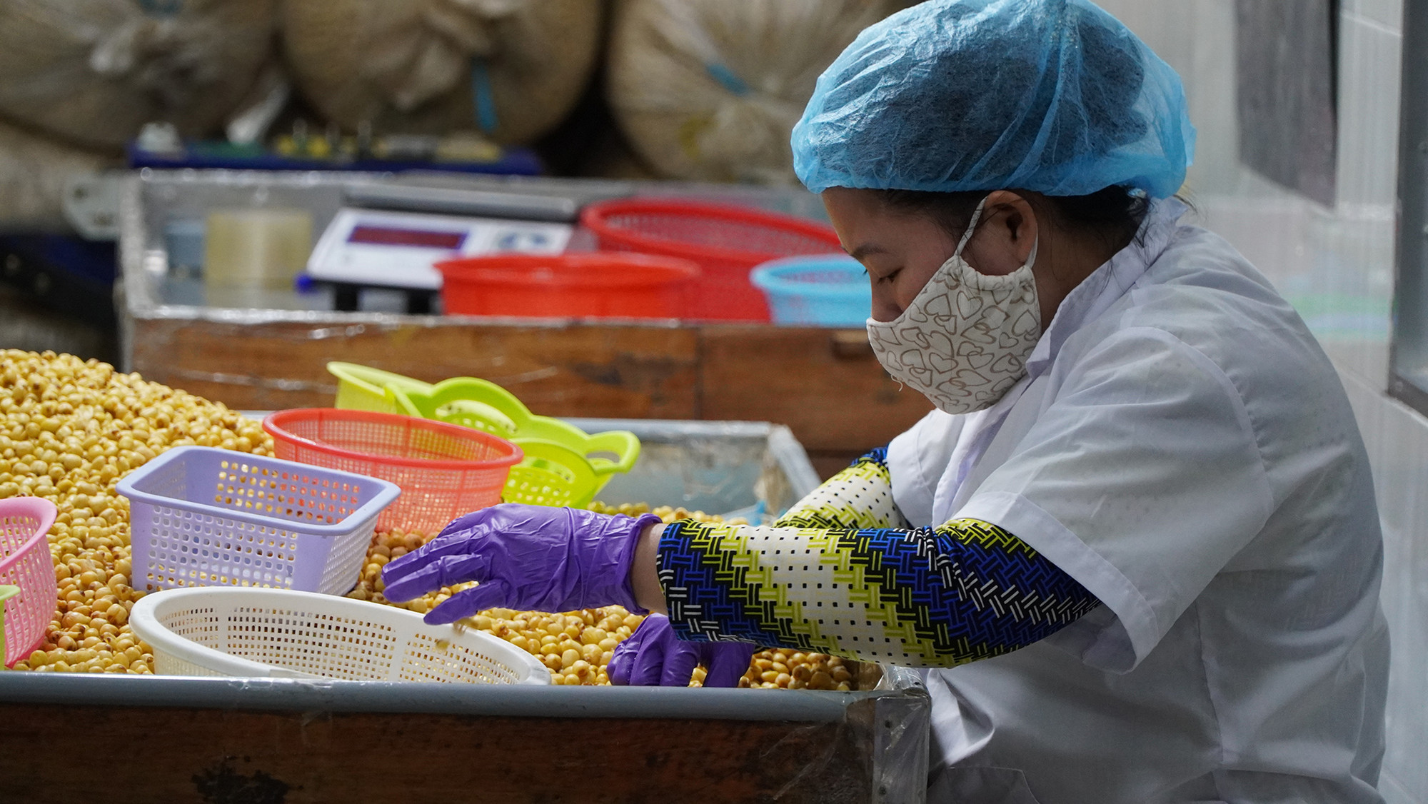 Công nhân Công ty Trách nhiệm hữu hạn một thành viên Nam Huy Đồng Tháp lựa hạt sen sấy để đem đi đóng gói.