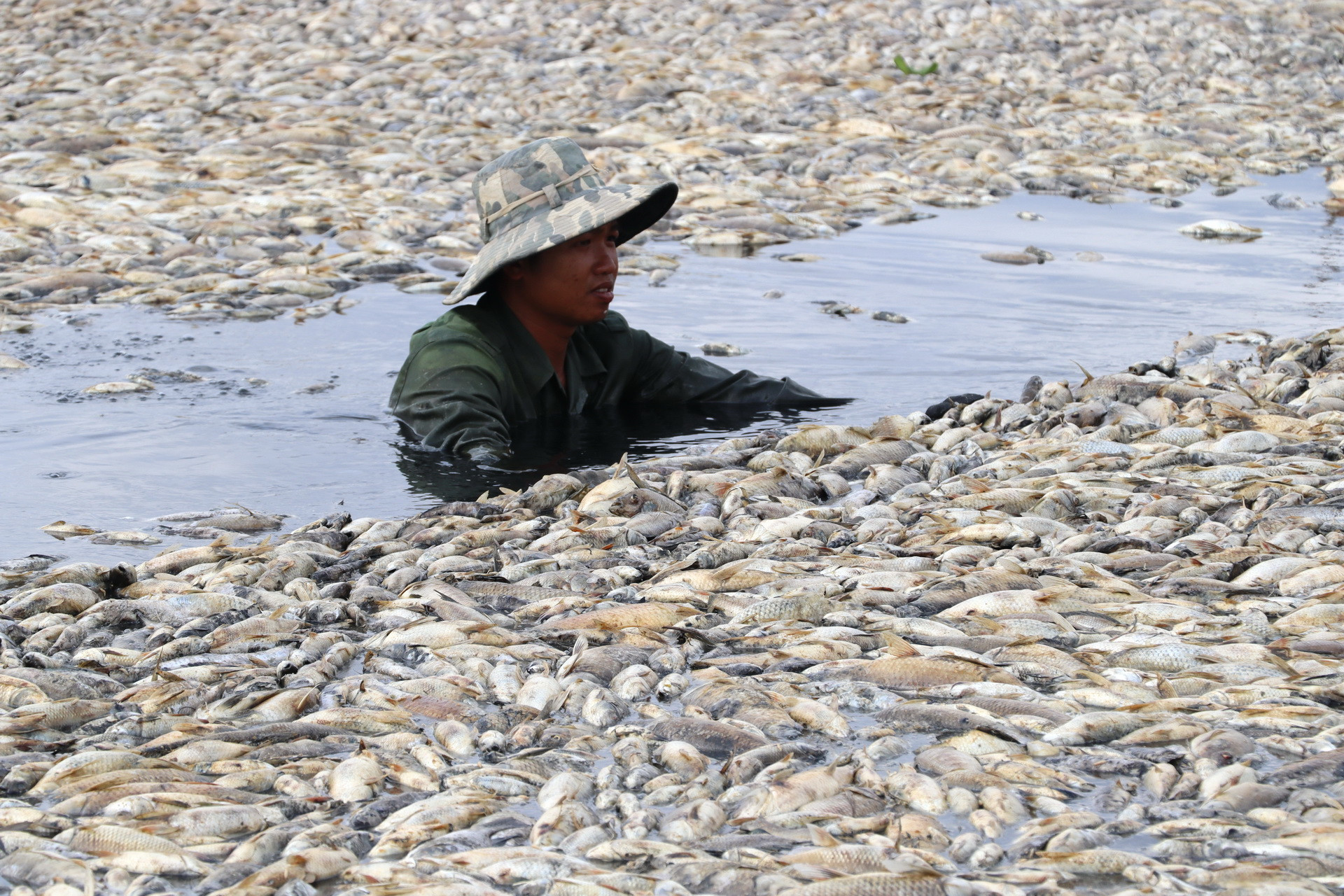 Nhân viên Đội Quản lý nuôi trồng thủy sản hồ Sông Mây thu gom số cá chết trên hồ.