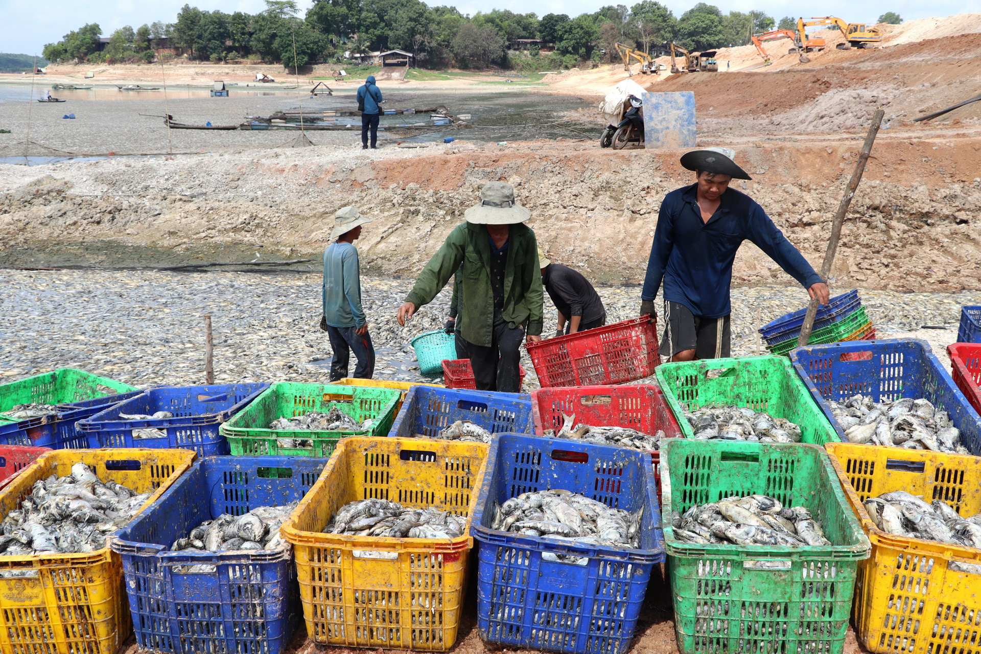 Nhân viên Đội quản lý nuôi trồng thủy sản hồ Sông Mây làm việc cật lực để vớt số cá chết ở hồ Sông Mây.
