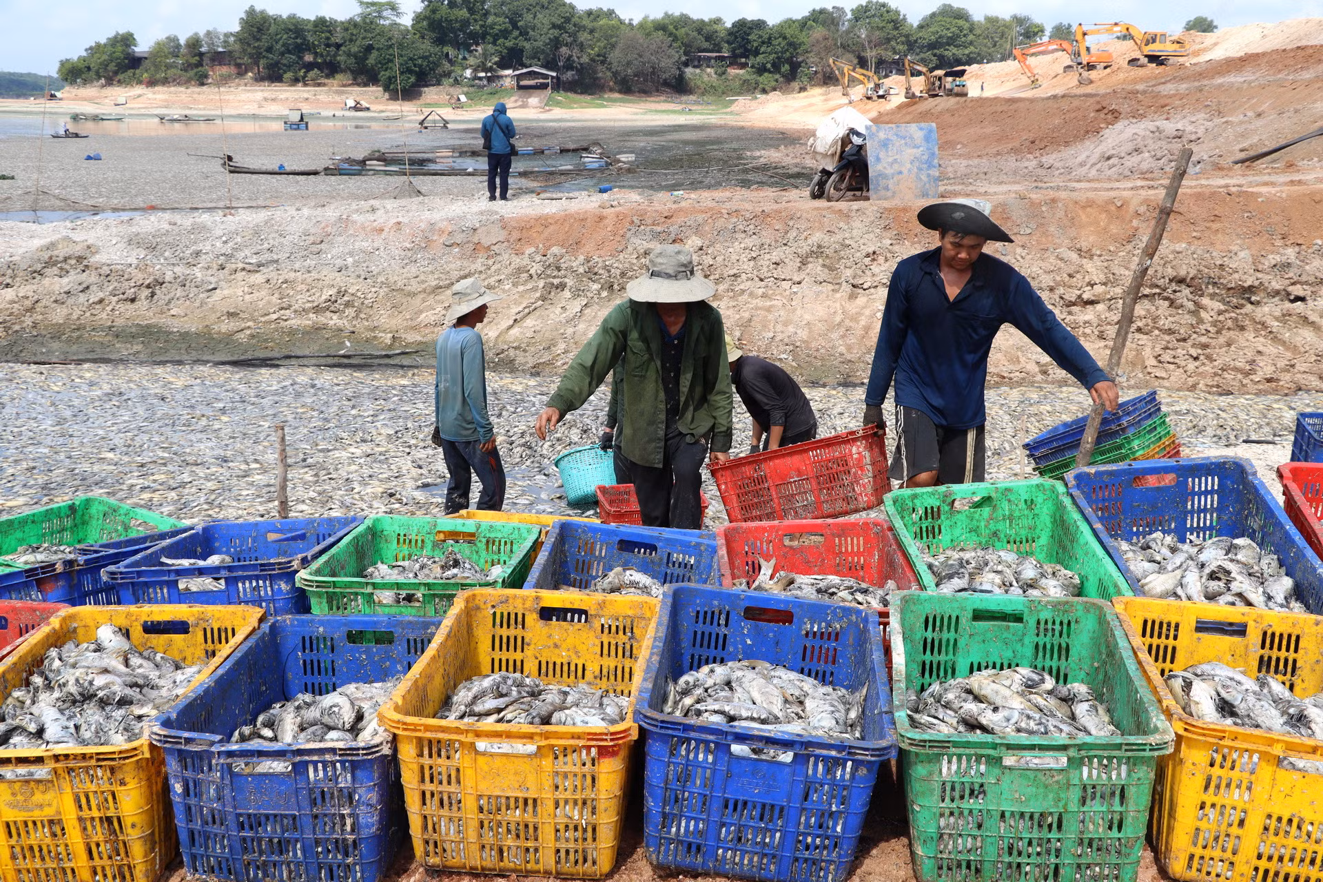 Nhân viên Đội quản lý nuôi trồng thủy sản hồ Sông Mây làm việc cật lực để vớt số cá chết ở hồ Sông Mây.