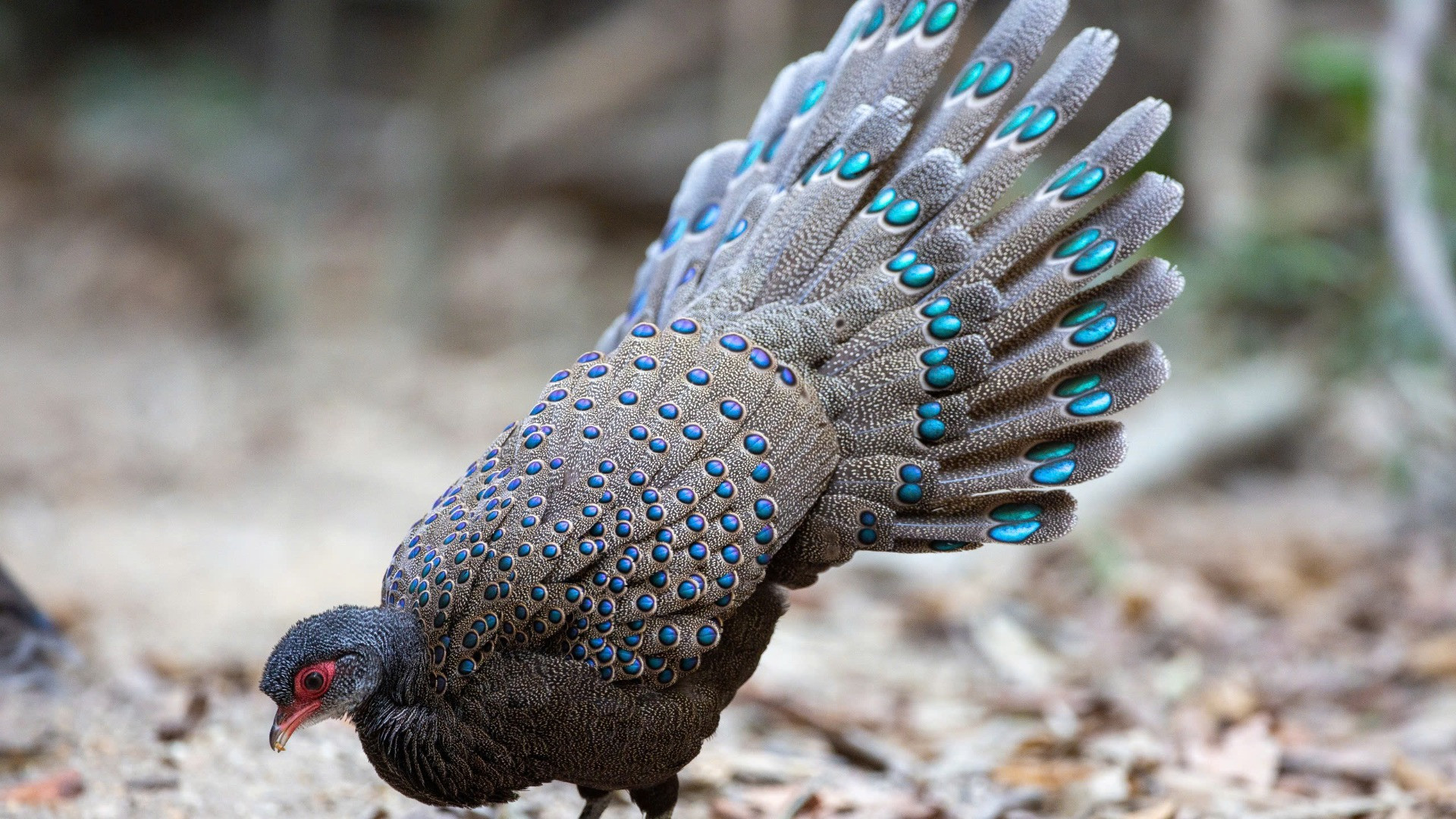 Khu Bảo tồn thiên nhiên văn hóa Đồng Nai là nơi sinh sống của các loài động vật hoang dã, trong đó có nhiều loài được xếp là quý hiếm, có nguy cơ tuyệt chủng.