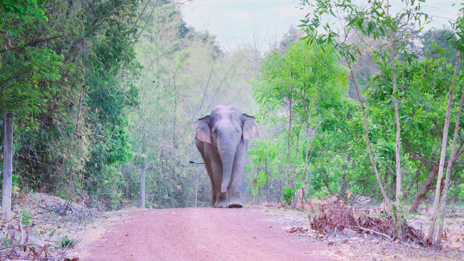 Khu Bảo tồn thiên nhiên văn hóa Đồng Nai là nơi hiếm hoi ở khu vực phía nam còn đàn voi rừng.