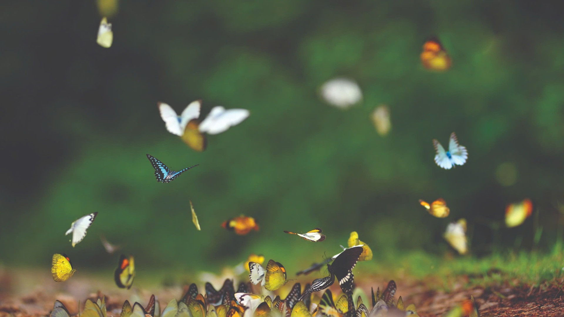 Đàn bướm sinh sống ở Khu Bảo tồn thiên nhiên văn hóa Đồng Nai.