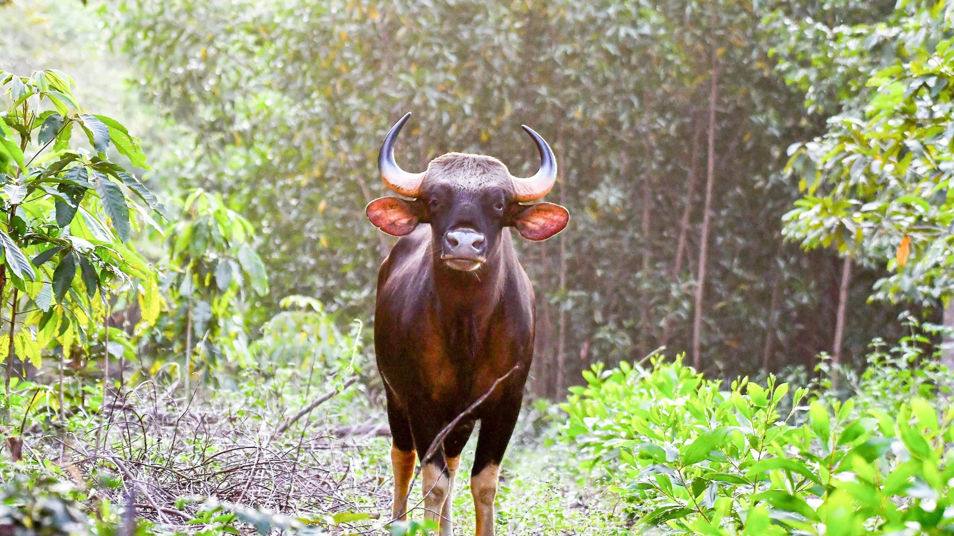 Bò tót ở Khu bảo tồn thiên nhiên văn hóa Đồng Nai.