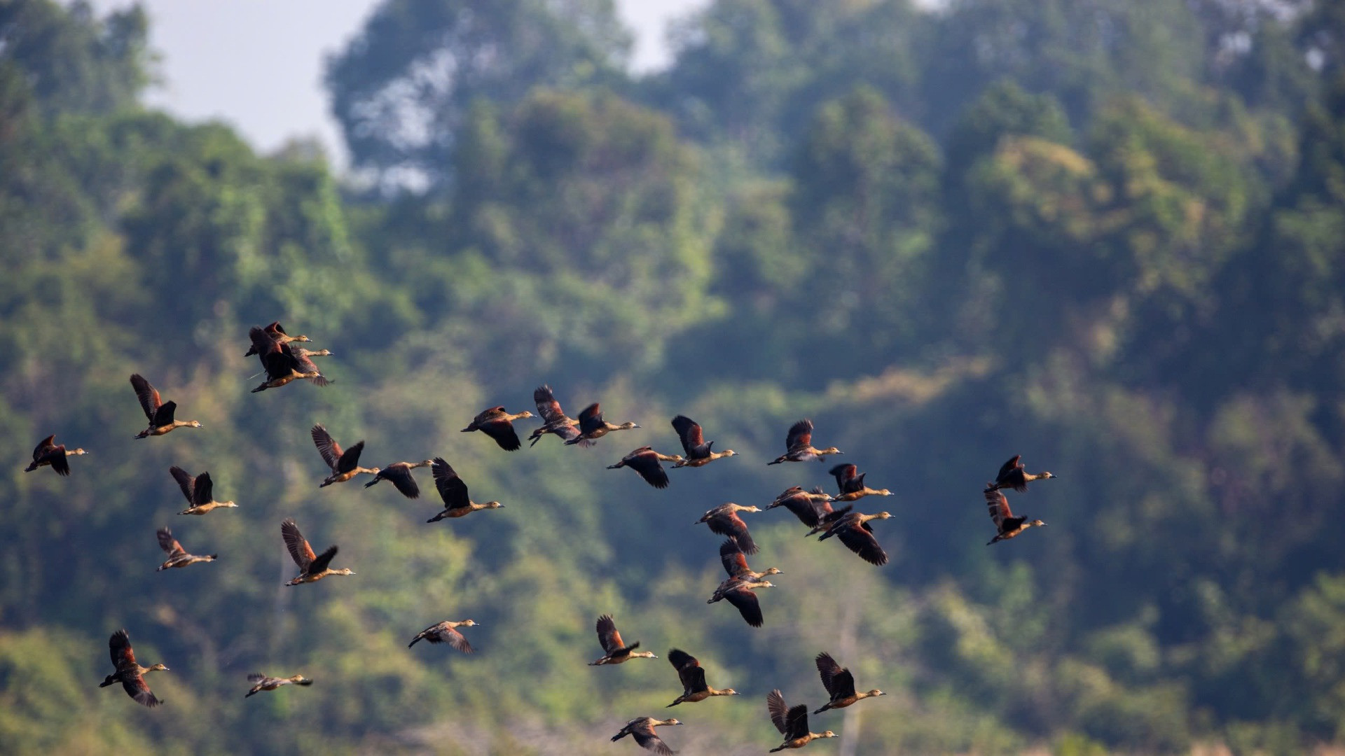 Tại Khu Bảo tồn thiên nhiên văn hóa Đồng Nai đang có nhiều loài động vật quý hiếm sinh sống.