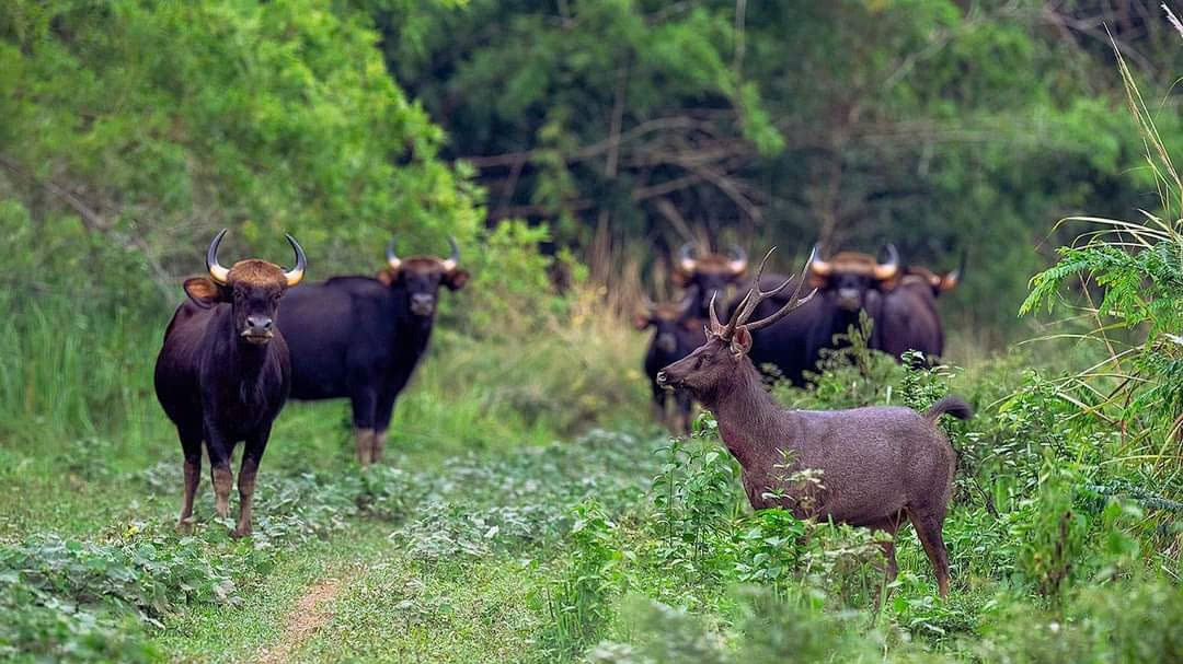 Đàn bò tót sinh sống ở Khu Bảo tồn.