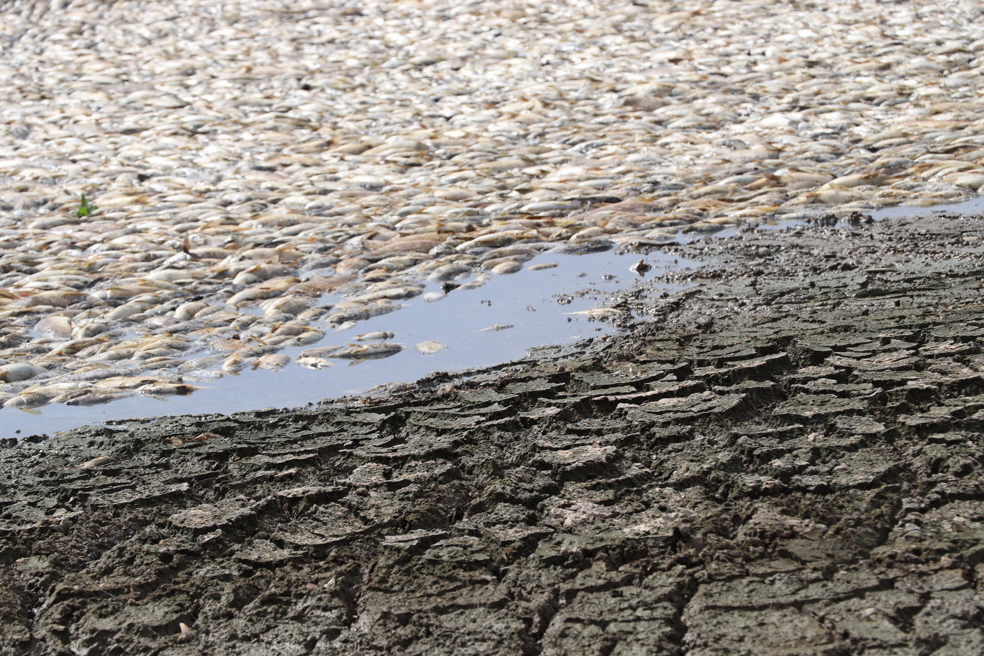 Cá chết do nắng nóng, hồ cạn nước chủ yếu các loại: trắm, rô phi, trôi.