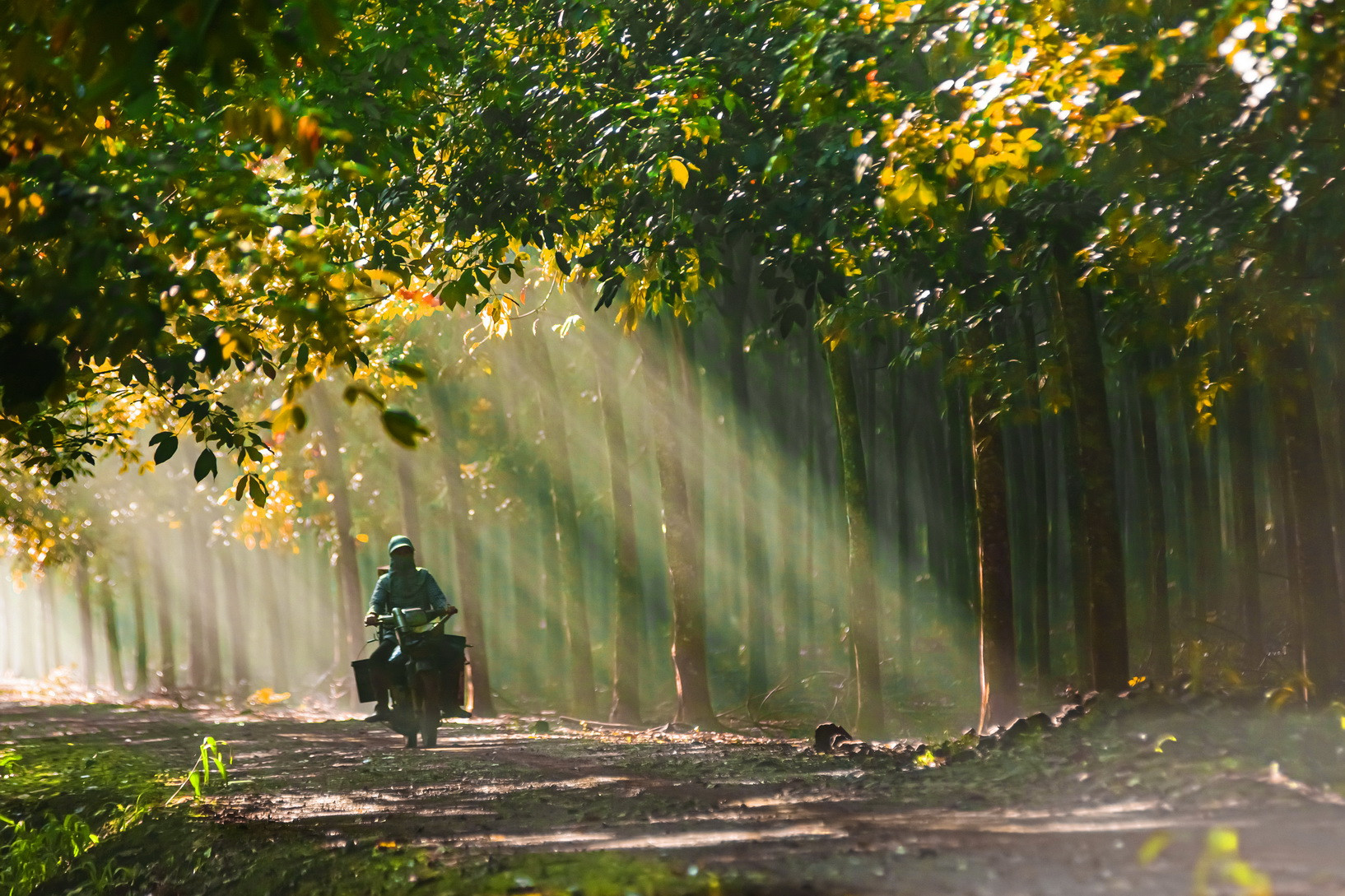 Công nhân trên đường đi làm dưới tán rừng cao-su ở thành phố Long Khánh.