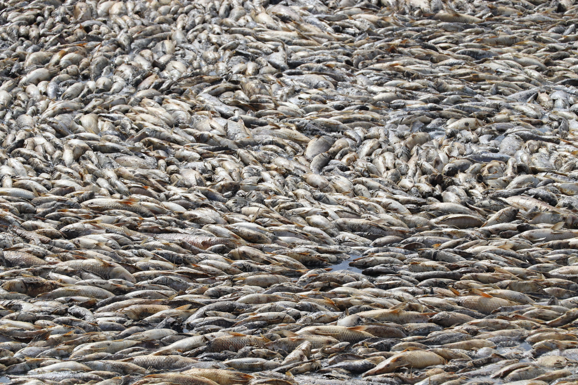 Nhiều loại cá nhỏ chưa đến kỳ thu hoạch chết nổi trắng hồ.