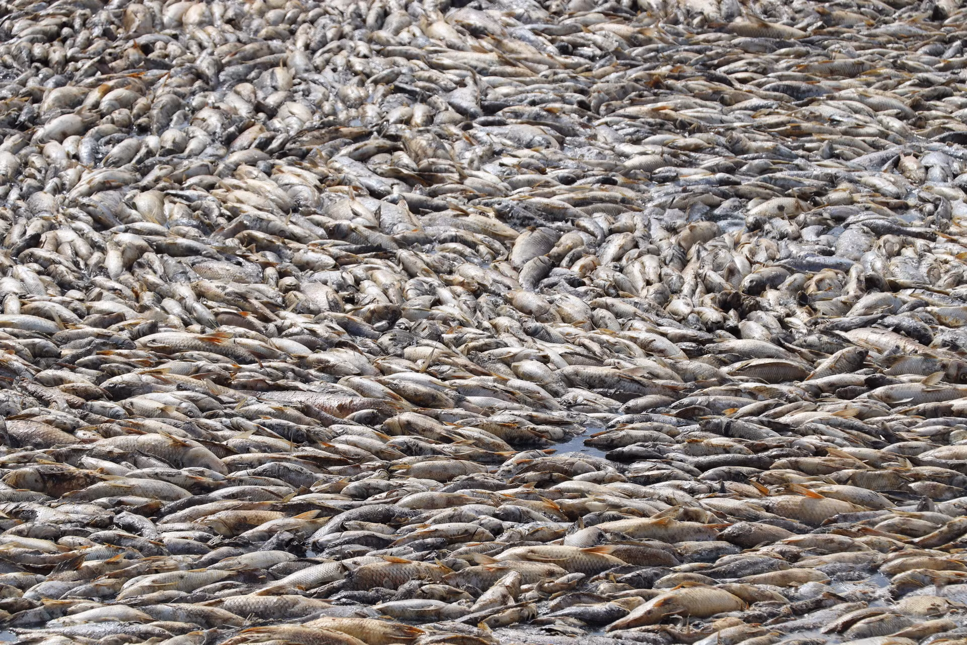 Nhiều loại cá nhỏ chưa đến kỳ thu hoạch chết nổi trắng hồ.