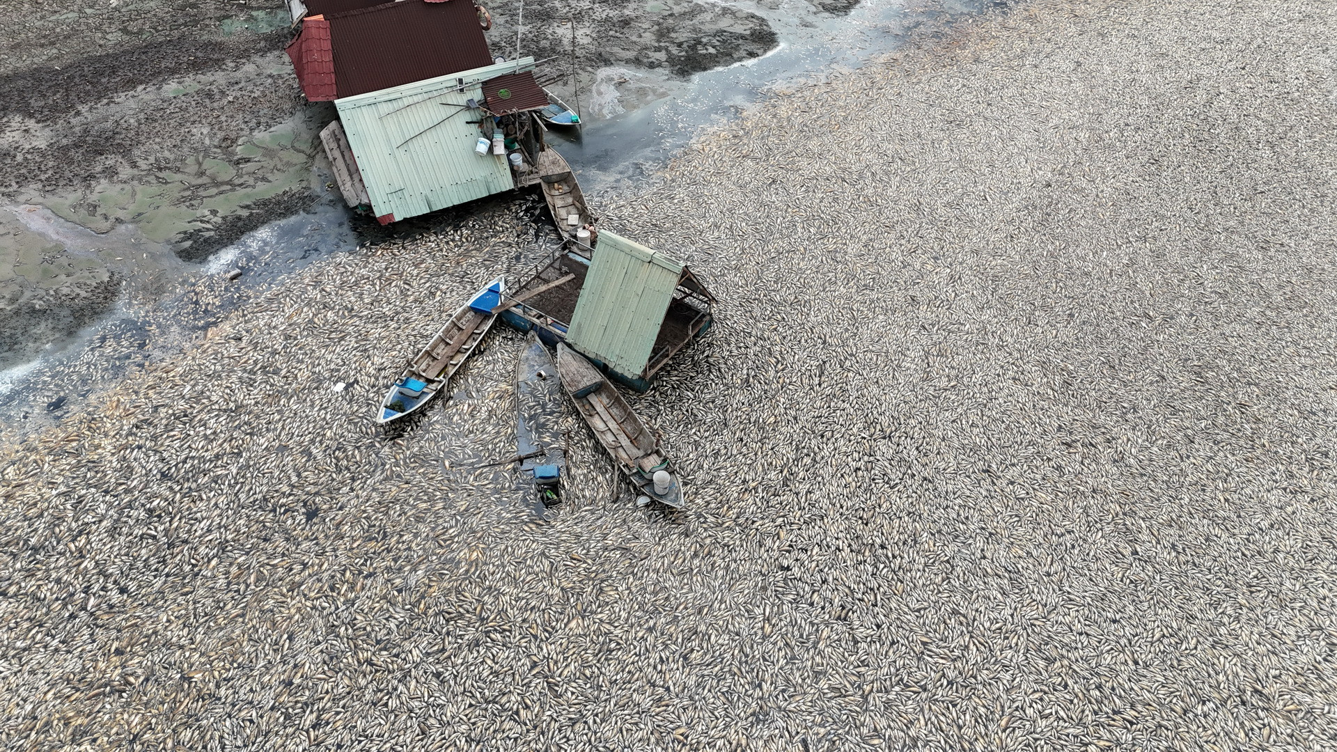 Dù làm việc xuyên đợt nghỉ lễ 30/4, 1/5, nhưng hiện tại số cá chết còn nổi mặt hồ bốc mùi hôi thối còn rất lớn.