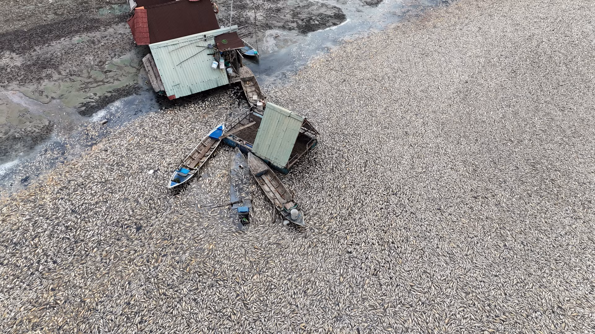 Dù làm việc xuyên đợt nghỉ lễ 30/4, 1/5, nhưng hiện tại số cá chết còn nổi mặt hồ bốc mùi hôi thối còn rất lớn.