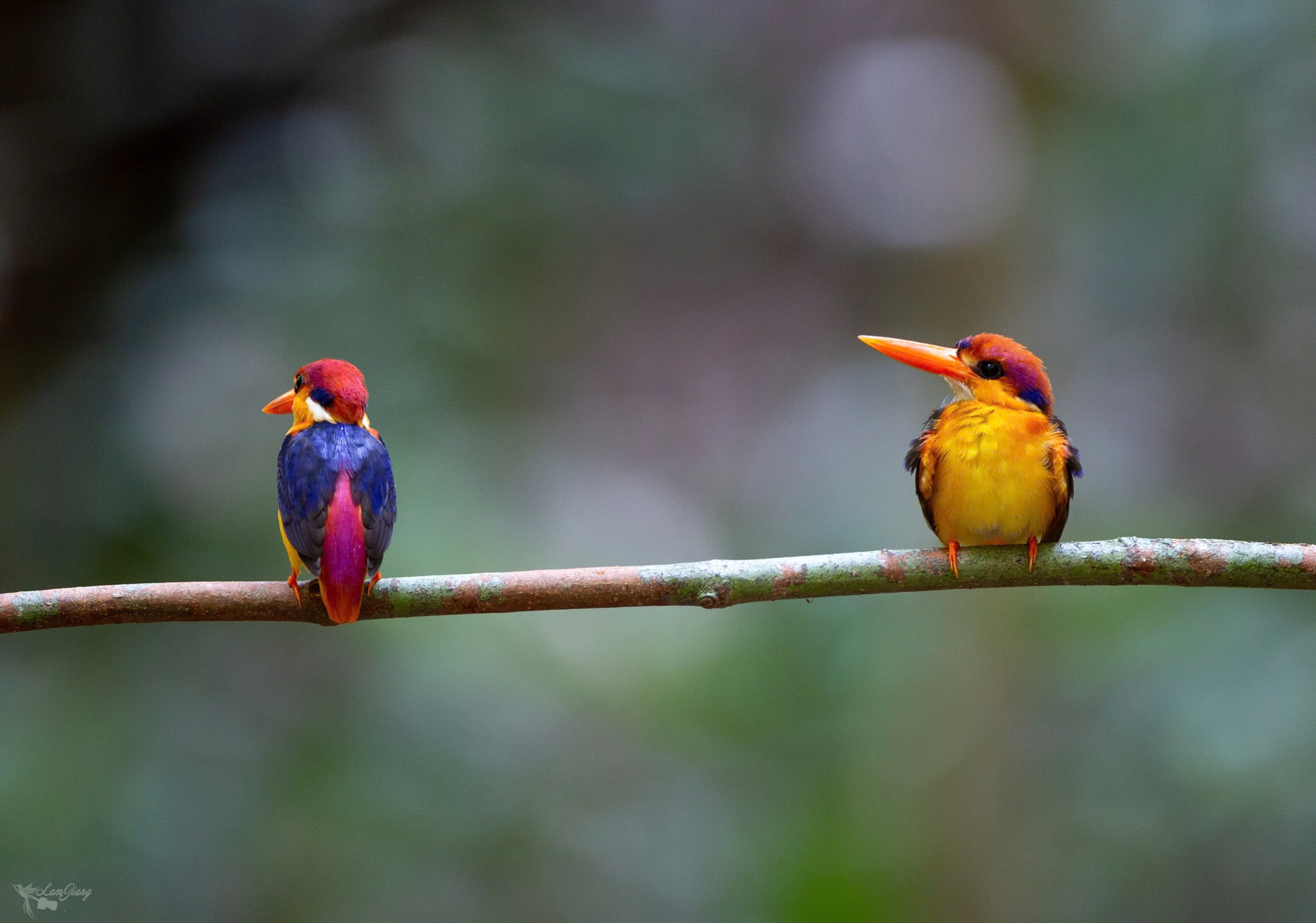 Nhiều loại chim quý hiếm sinh sống ở Khu bảo tồn thiên nhiên văn hóa Đồng Nai.